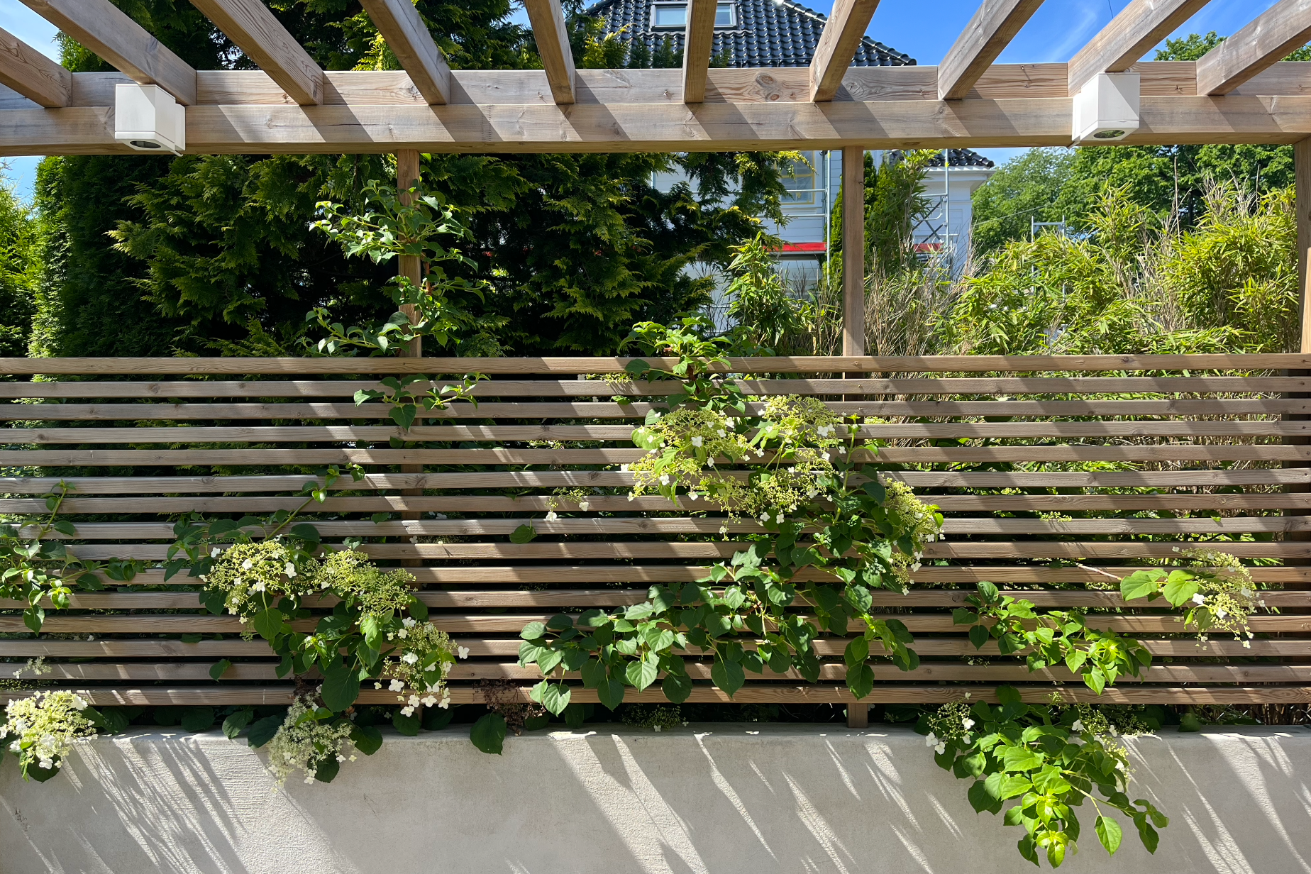 Green leafy plants and white flowers growing on a wooden slat fence with a white concrete base, set outdoors with trees and a house visible in the background.