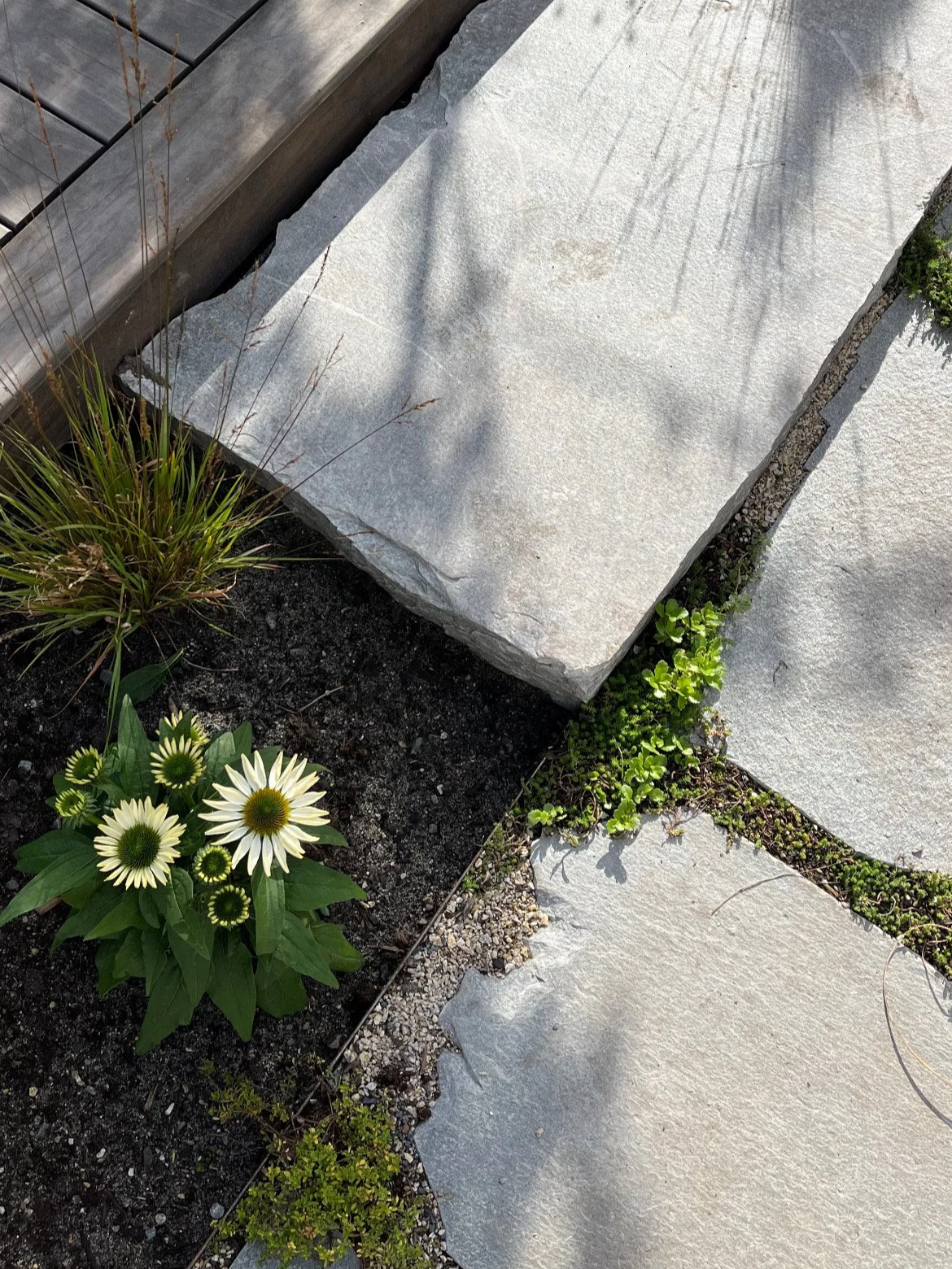 Close-up view of a small garden bed with green plants and white daisies, surrounded by light-colored stone paving and a wooden border in sunlight.