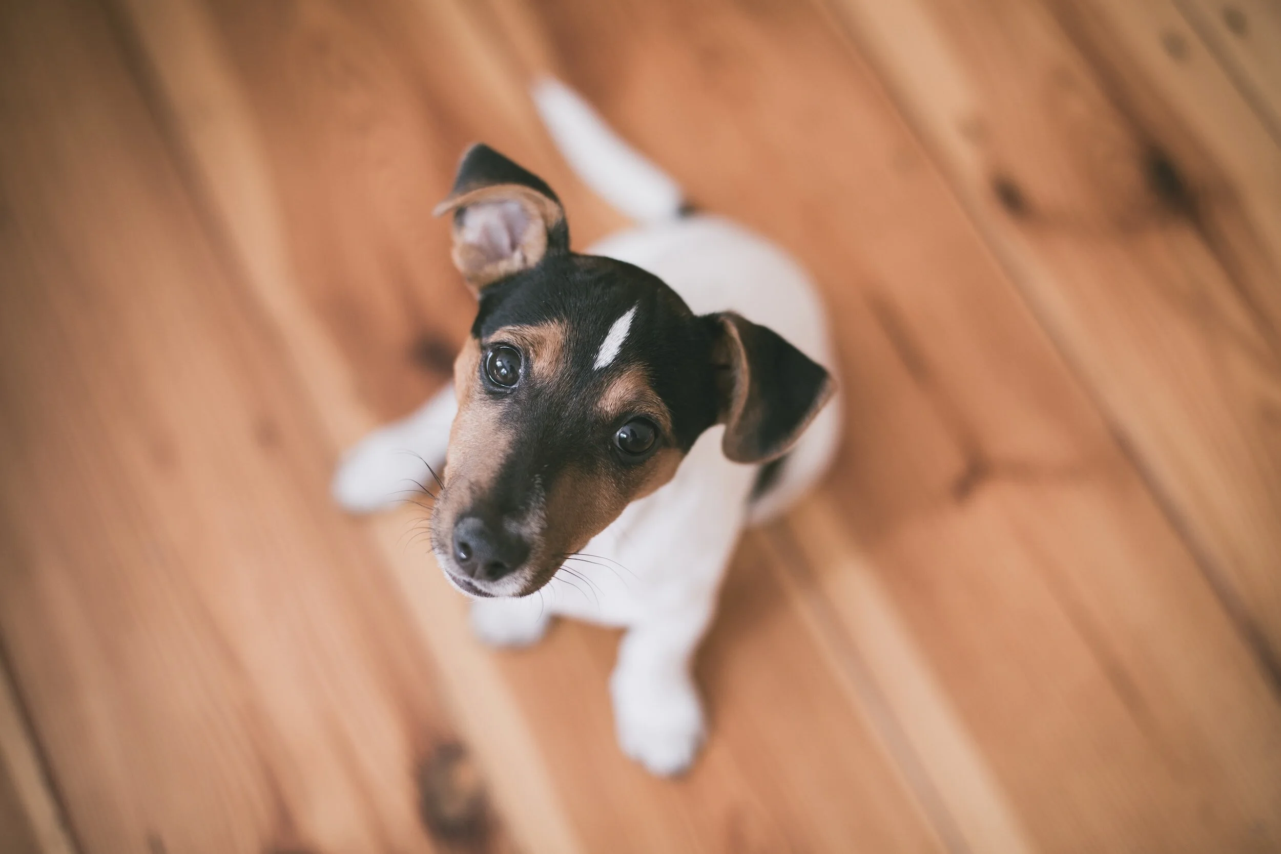 Choosing the best wood flooring for dogs