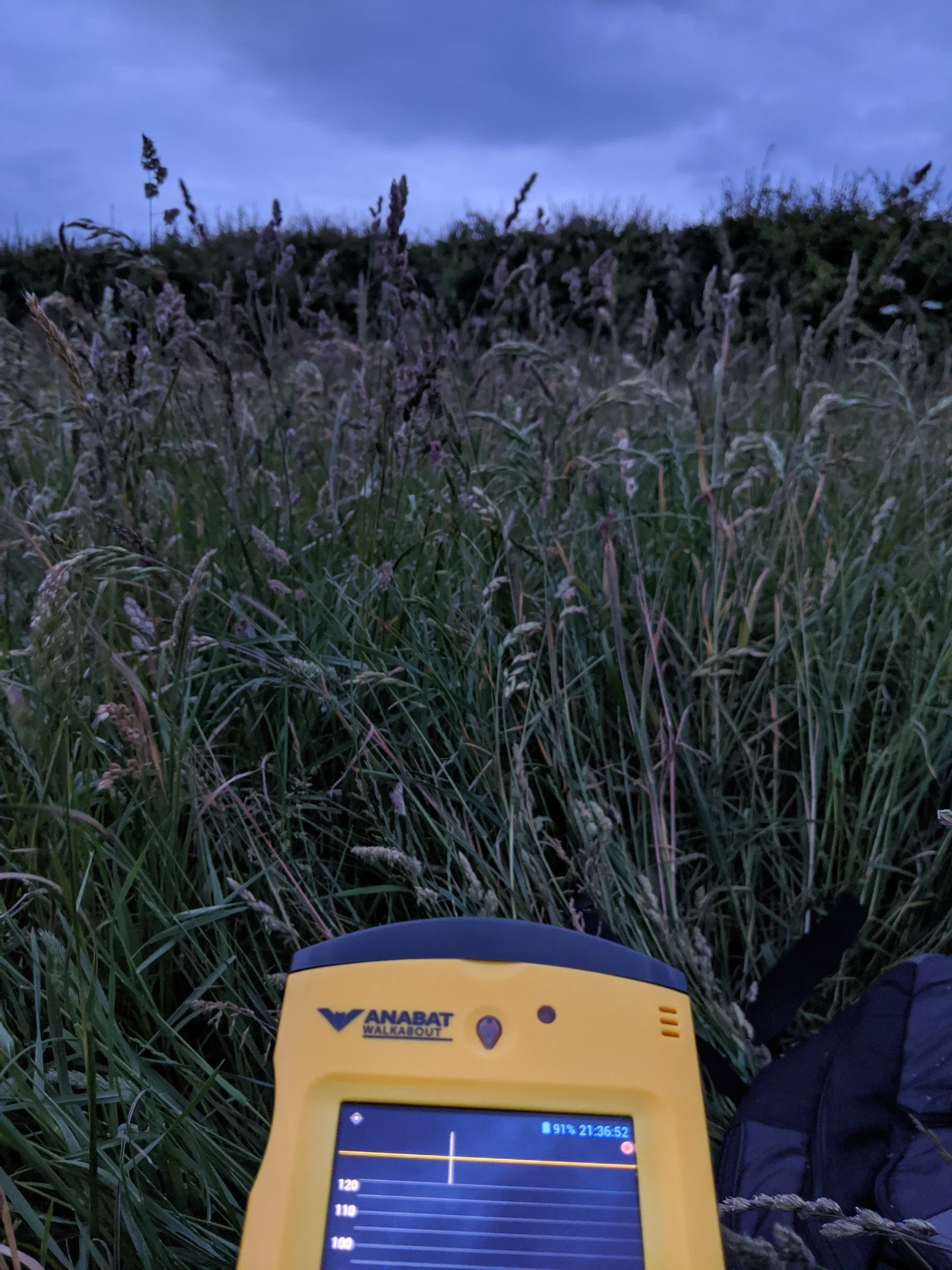 bat detector.webp