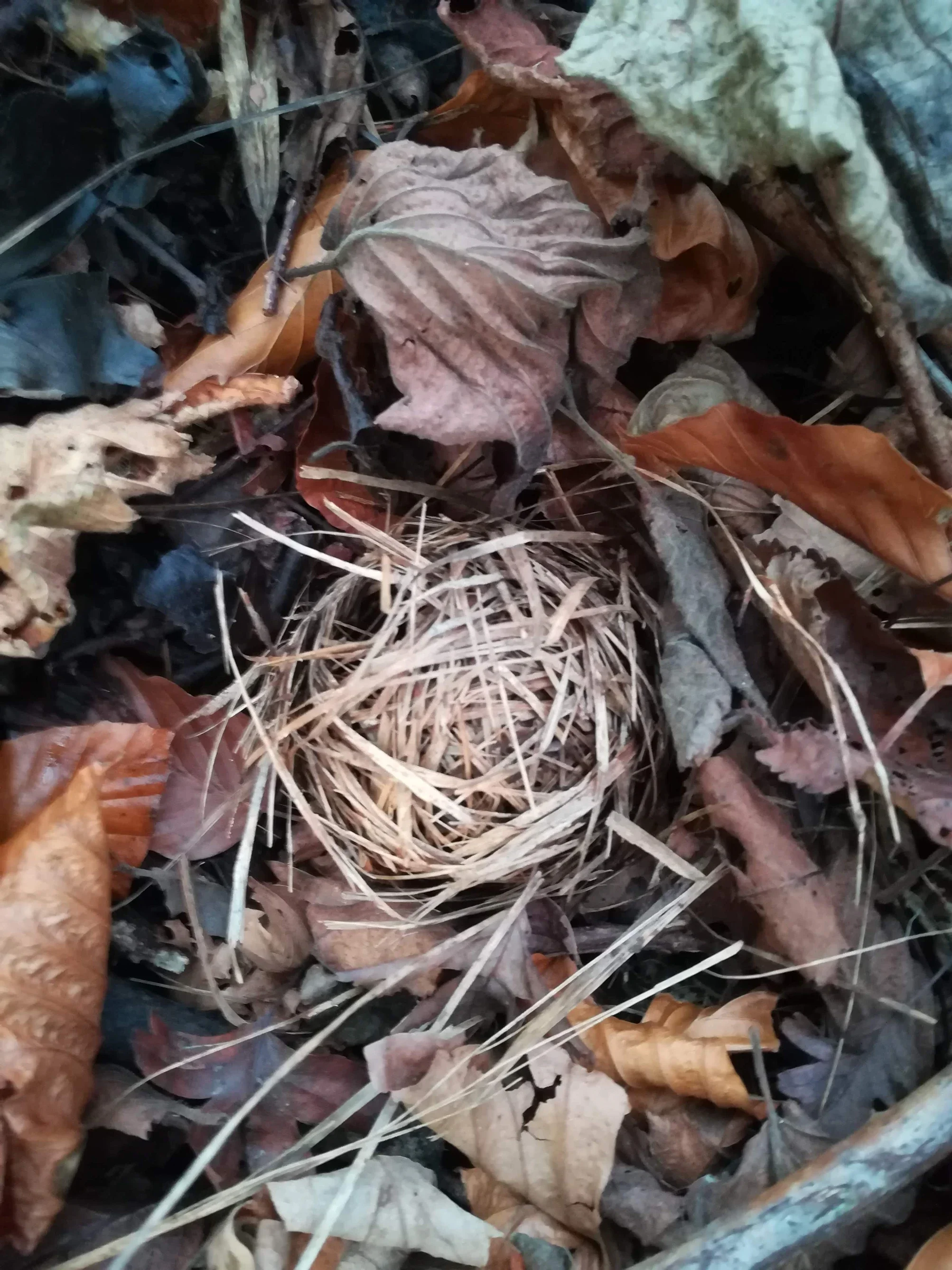 nest.webp