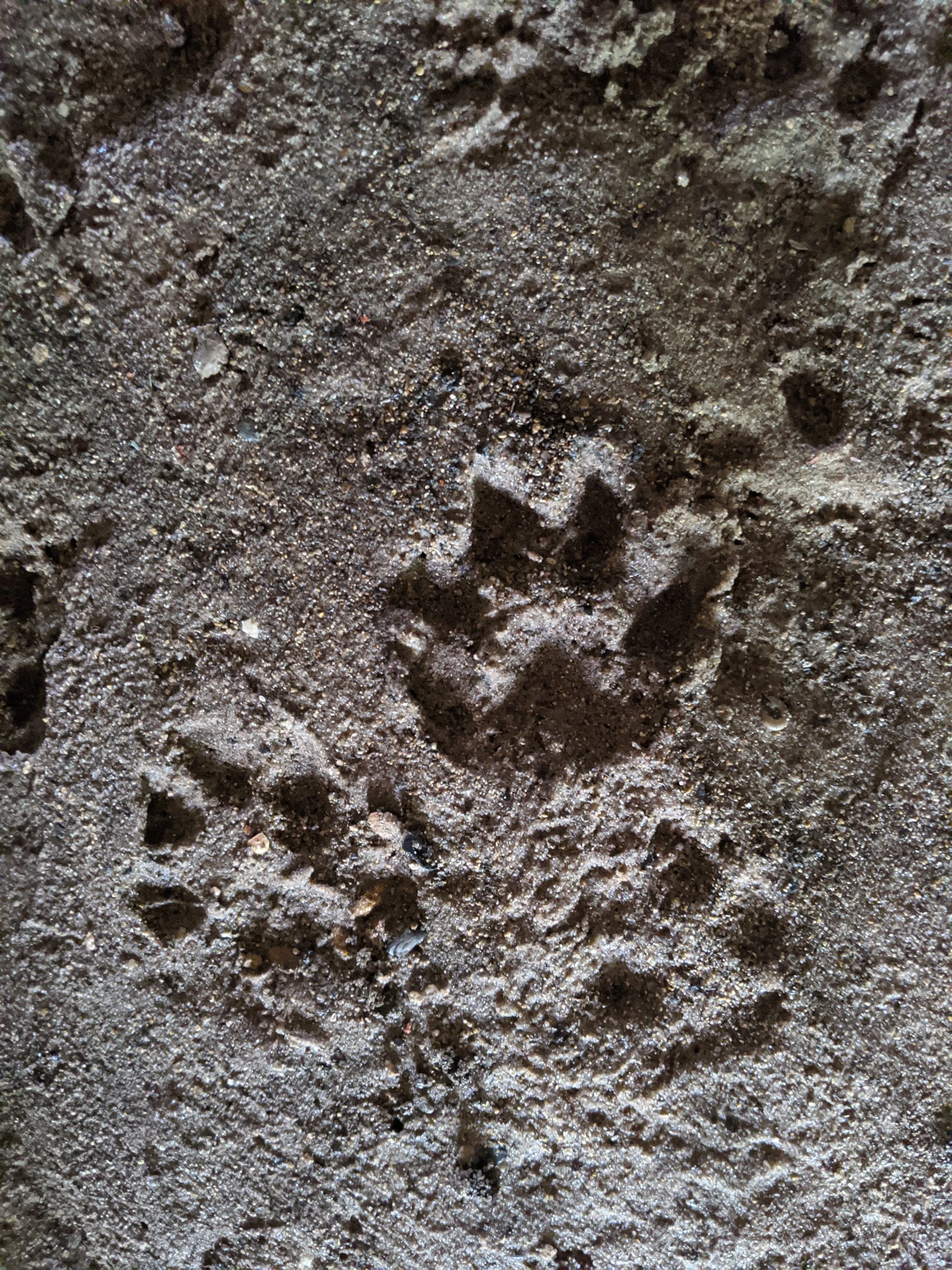 paw prints.webp