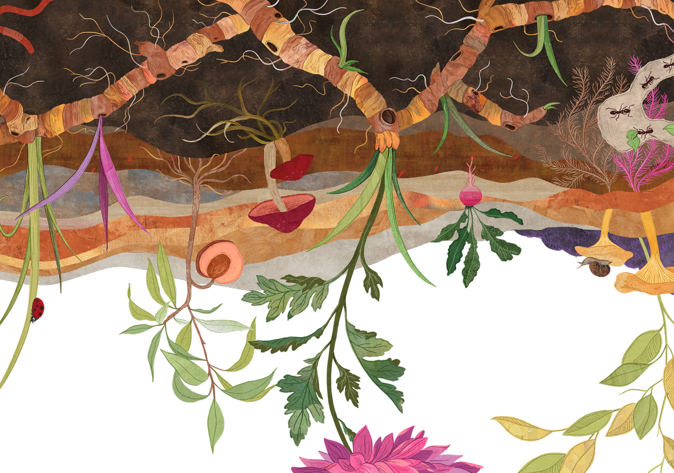 Illustration of rhizome and plants
