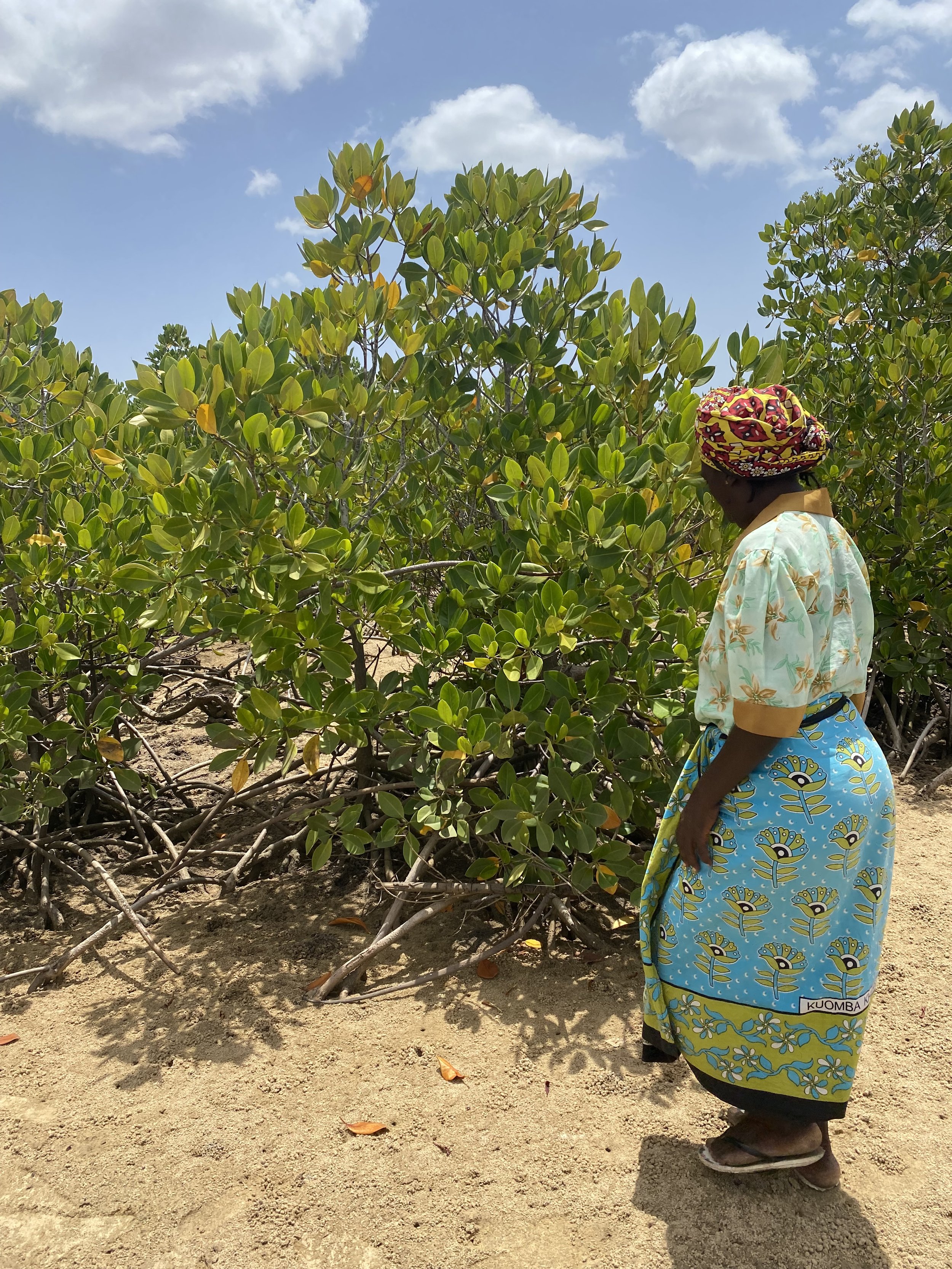 Protecting Mangrove Forests in Mombasa: World Wetland Day 2026