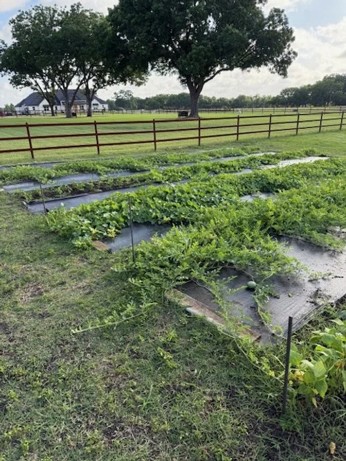 Healing in the Garden: Staying Attached to the Vine