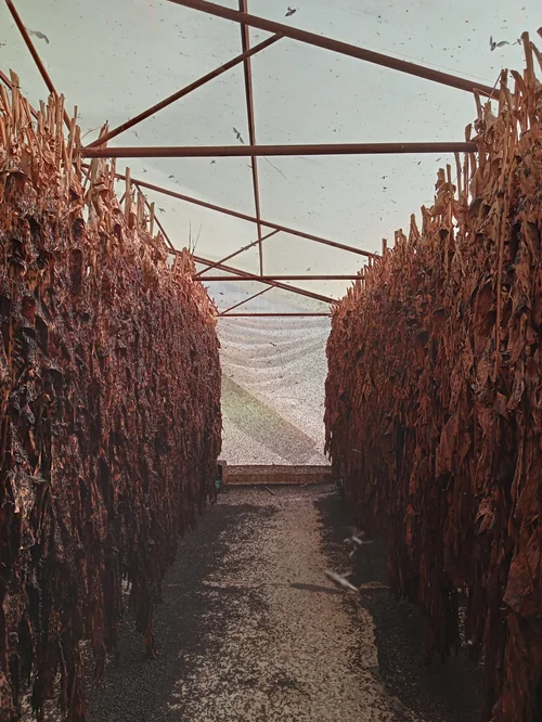 Black Soldier Fly Farming in East Africa — Fly2Feed