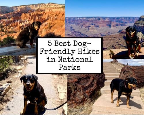 5 Best Dog-Friendly Hikes in National Parks