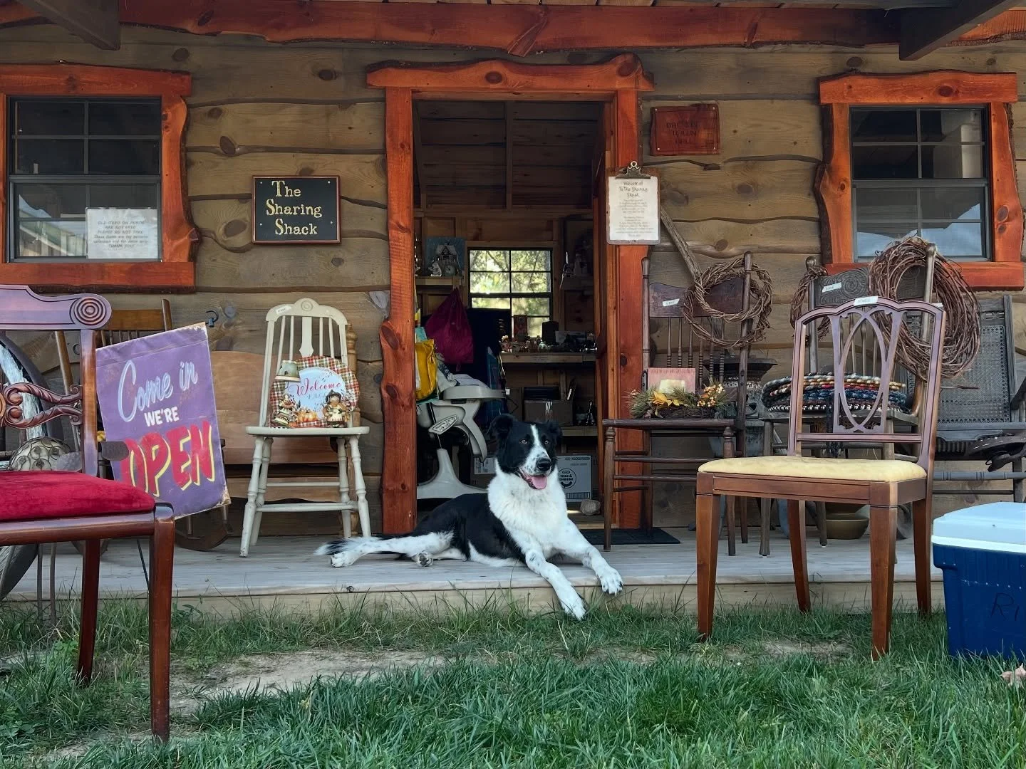 Cutest Sharing Shack visitor of the day! Sorry humans, you're all cute, but...