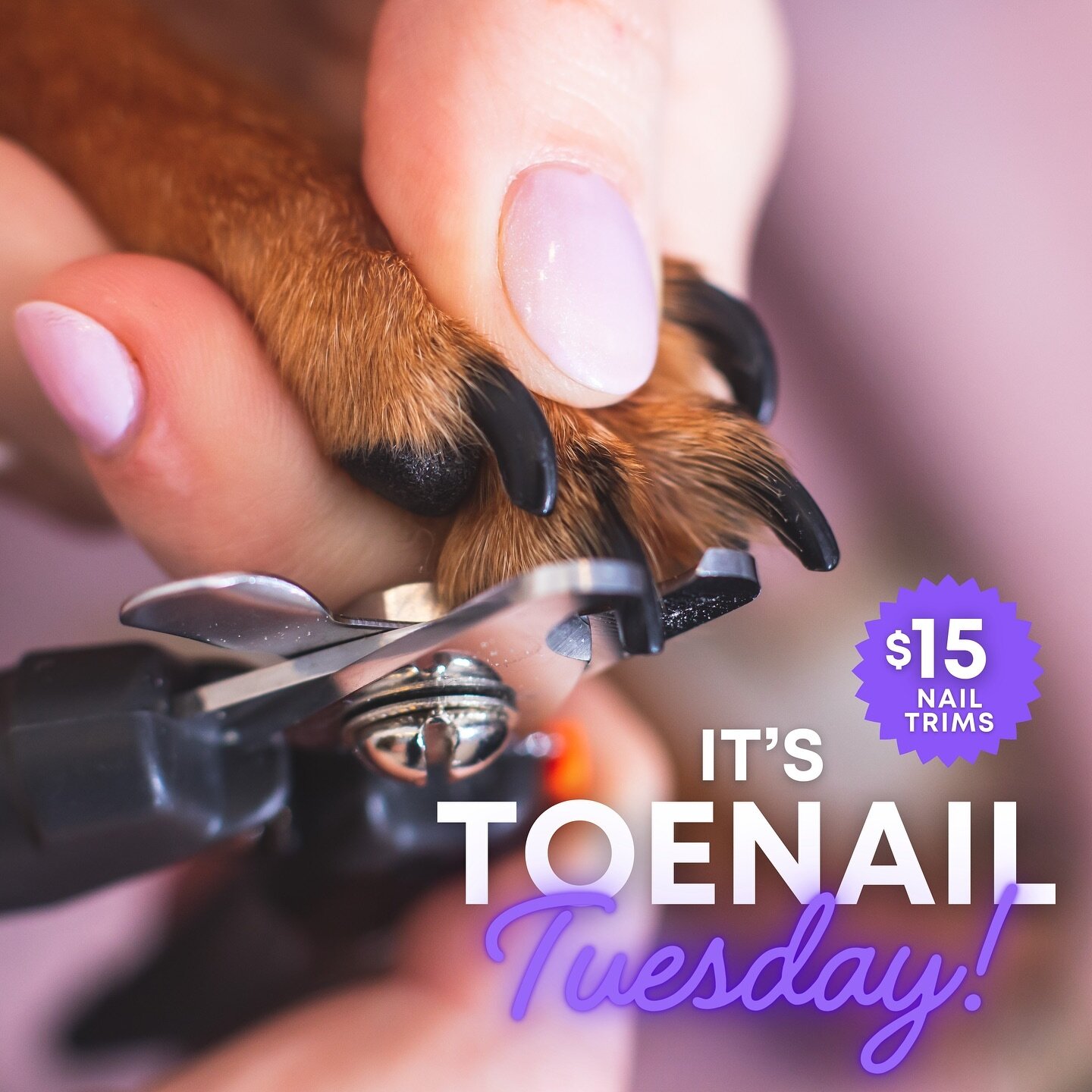 IT&rsquo;S TOENAIL TUESDAY! Save $5 on a nail trim and Dremel - open until 5PM