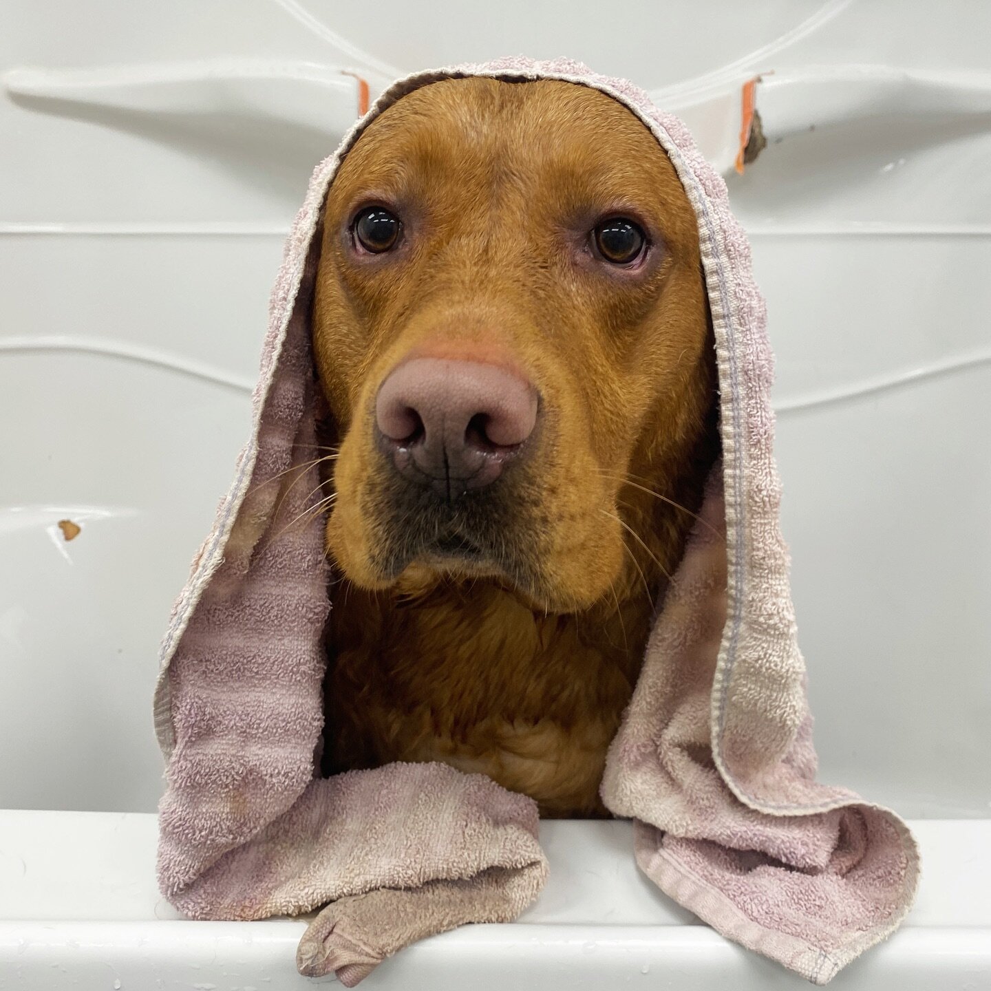 Stuck at home with a stinky dog? We have some bath and grooming appointments still available today! Get your pet smelling extra fresh and clean by calling us at 218-327-6079 🐶🫧🐱