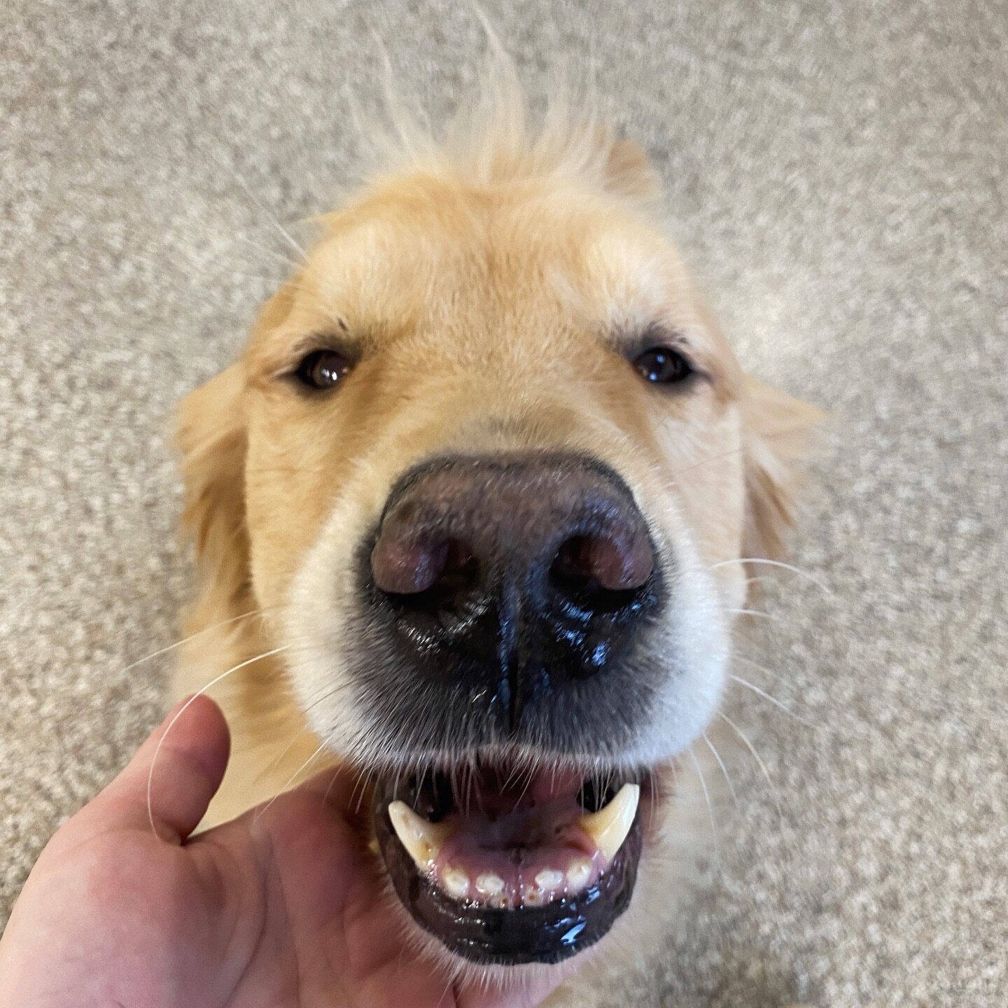 It&rsquo;s safe to say Rowan is enjoying his first day of daycare&hellip; Welcome Rowan!