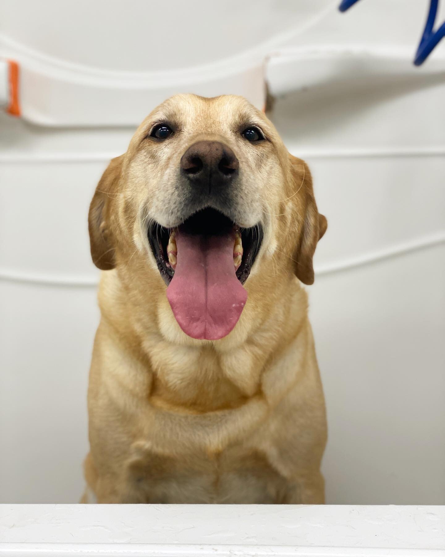 Whether we&rsquo;re in the grooming room, boarding or daycare, we always have smiling pups here! 💕