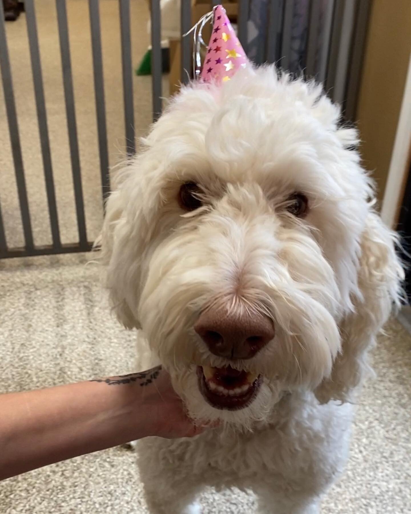 Birthday cake, pets and all around smiles for Arlo! 🥳