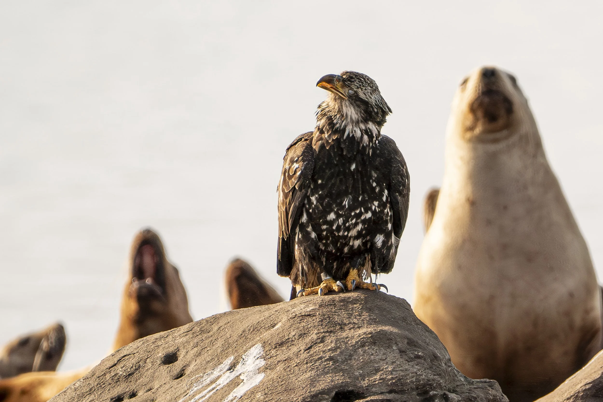 6871f5be988c1e63d1e47cce_Copy of Fitzpatrick_Christie_April-Herring-4 (1).jpg