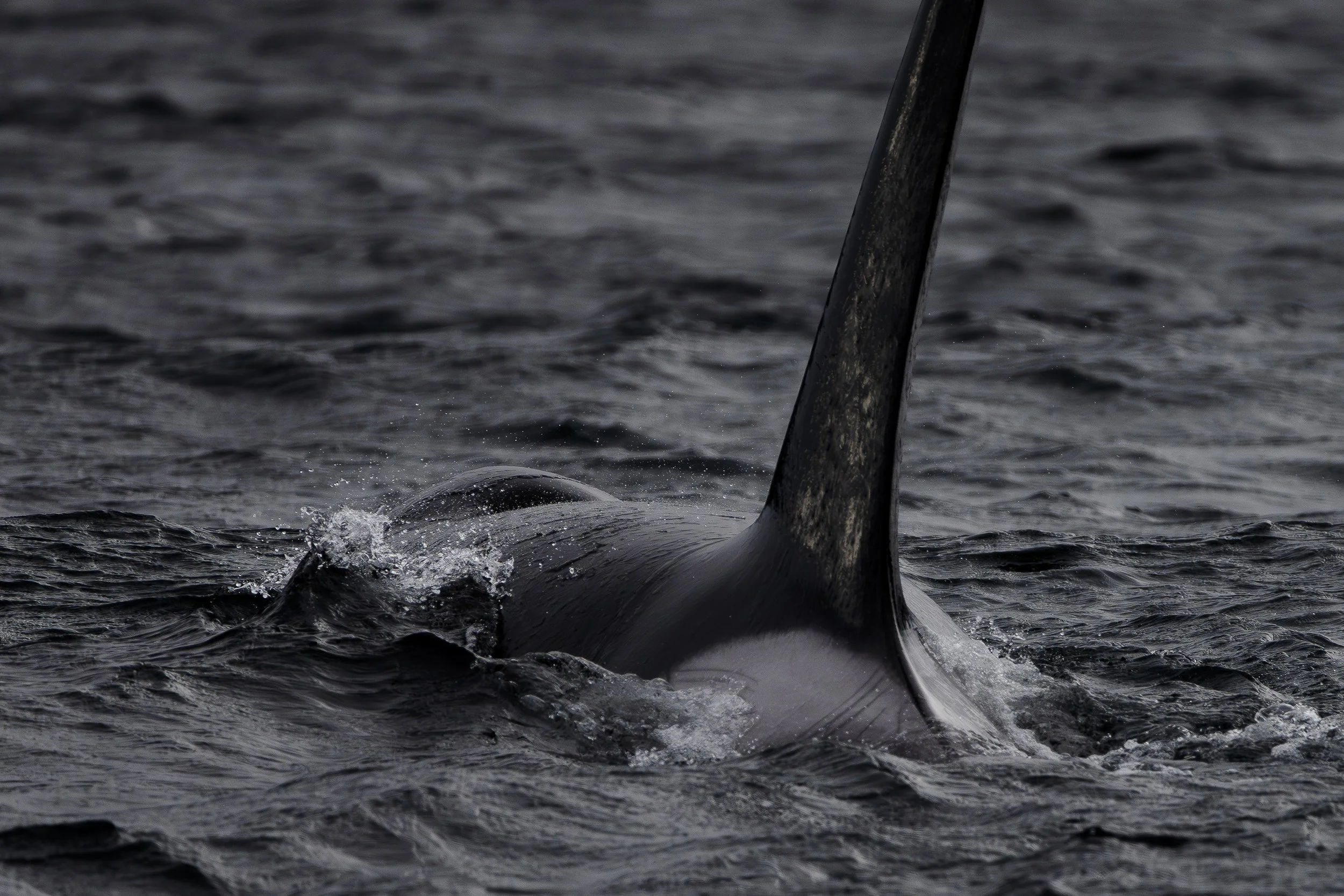 6871f58e6df177bb9b60cdba_Copy of Fitzpatrick_Christie_April-Herring-12.jpg