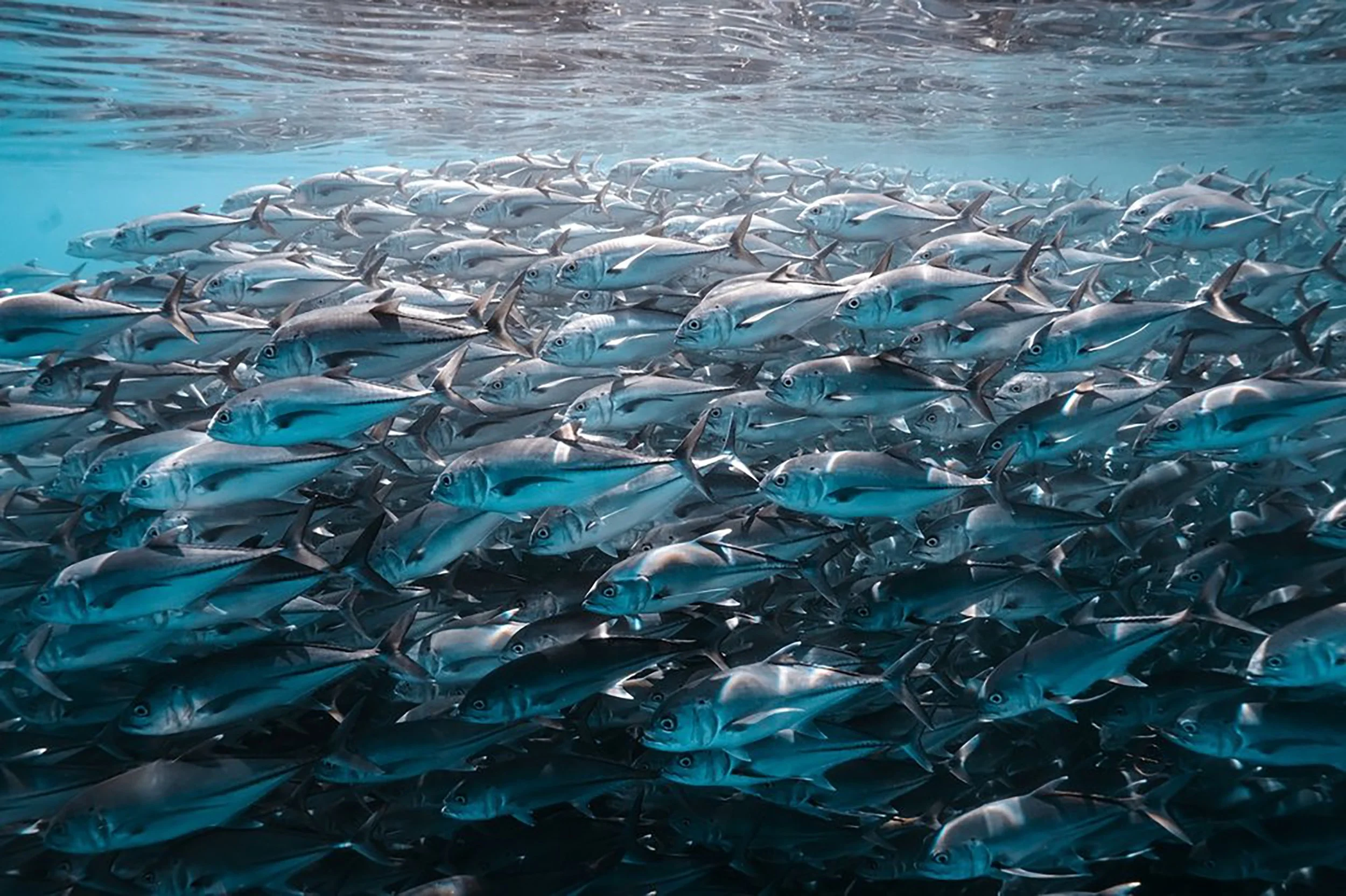 698f9694bfa34c1cc2690a7b_6871f566630a6b55522388ac_Cape+Breton_Nov24_Christie_Fitzpatrick-02183 (1).jpg