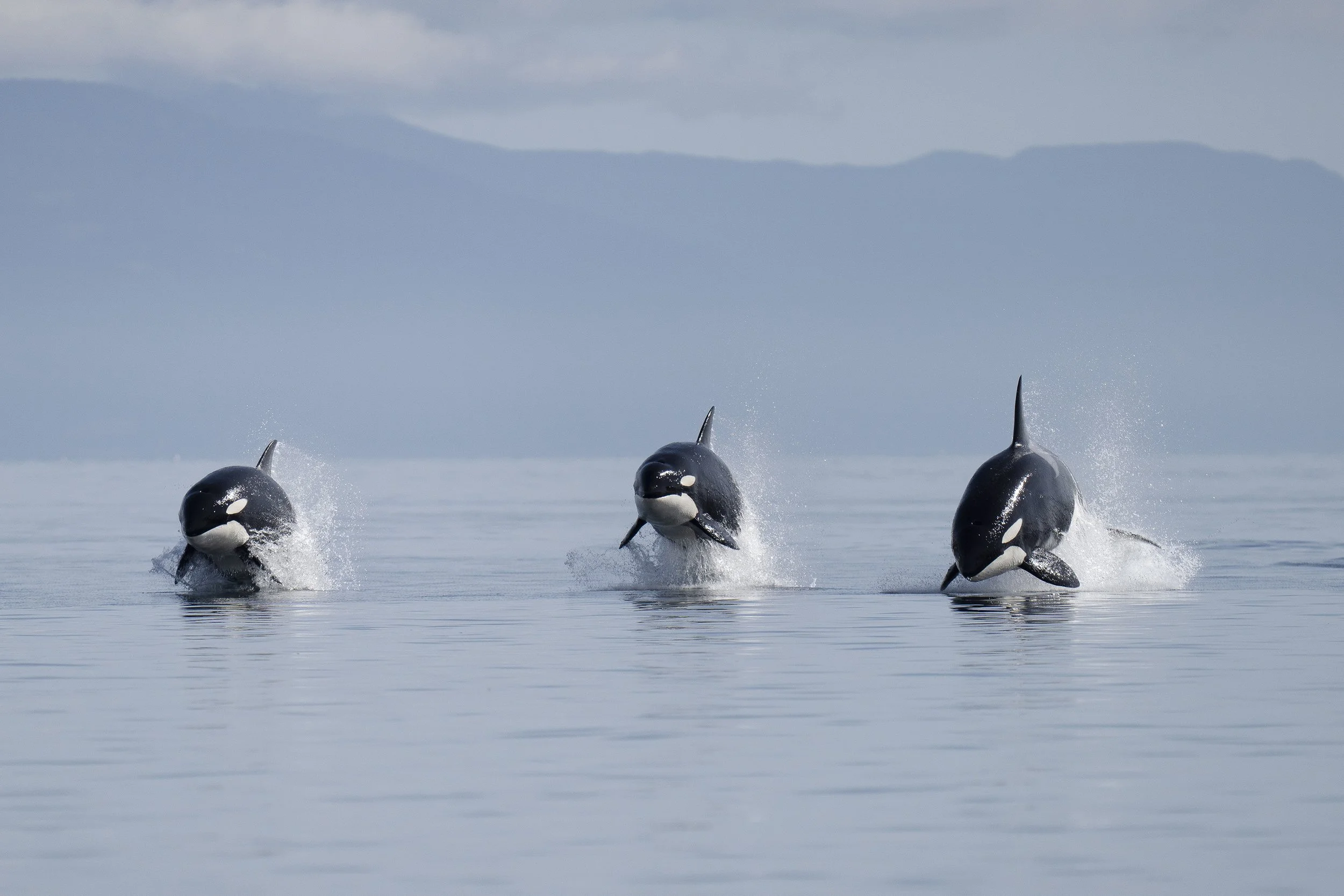 6871f53f5fbd331e878af56c_Copy of Fitzpatrick_Christie_April-Herring-49 (1).jpg