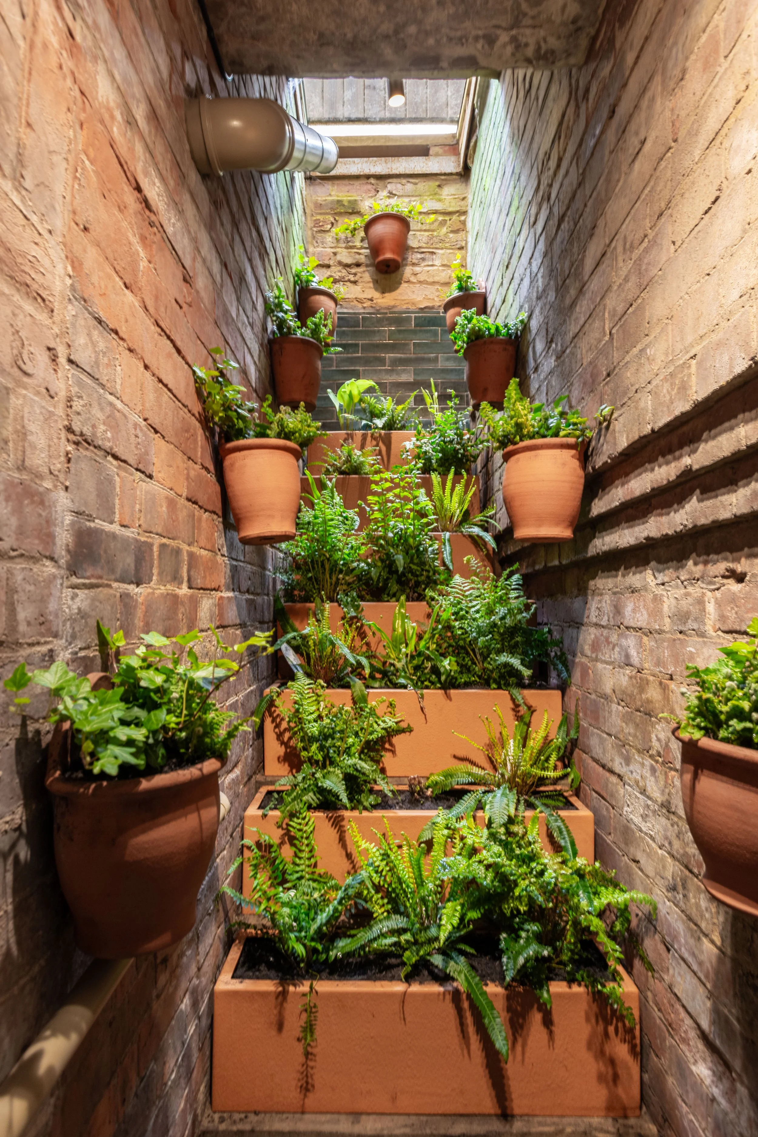 Fern garden.jpg