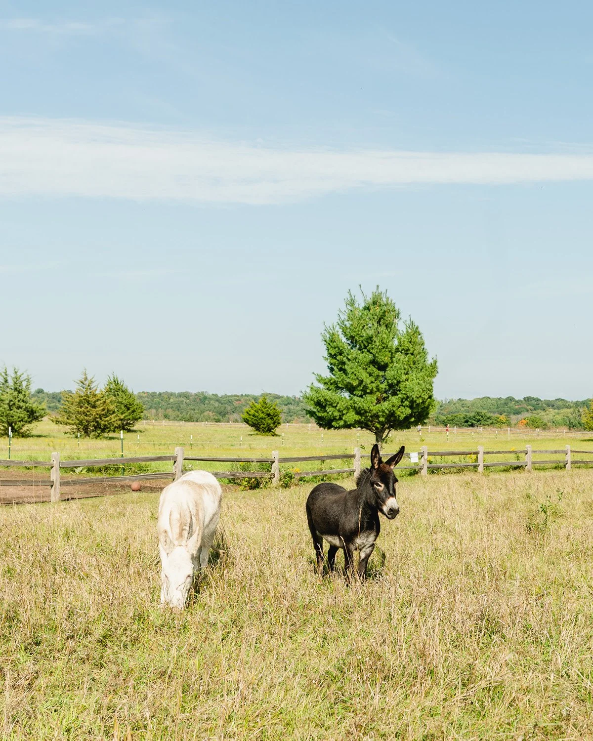 Meet the newest members of The Acreage herd! 
Miniature donkeys Cinco and Chester joined our resident donkey, Chewy, in August and have been settling in well. 
Cinco is the friendlier of the two. All white, he is often mistaken for our miniature ho