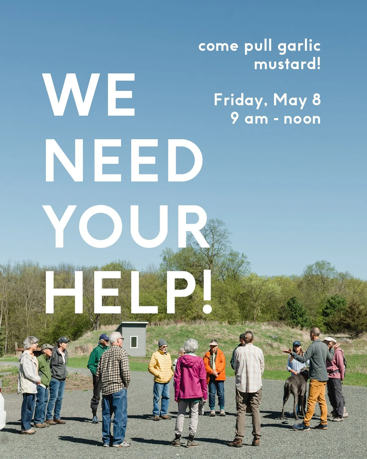 Call to Action!

We need your help. Spring brings much joy to The Acreage. It also awakens invasive species prevalent on the land. 

Alliaria petiolate, commonly known as Garlic Mustard grows rapidly, aggressively pushing out native plants, and chang