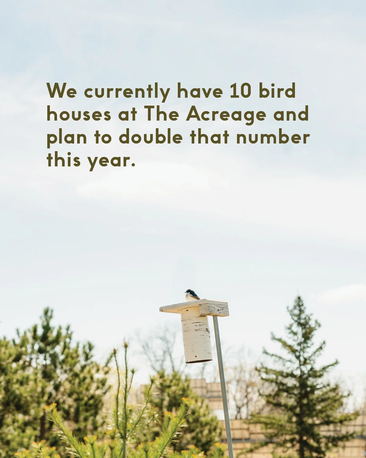 habitat /ˈhabəˌtat/

A bird habitat is the specific natural environment providing the four essential necessities for a bird's survival and reproduction: food, water, shelter, and nesting sites.

We're thrilled each spring to see native birds like Eas