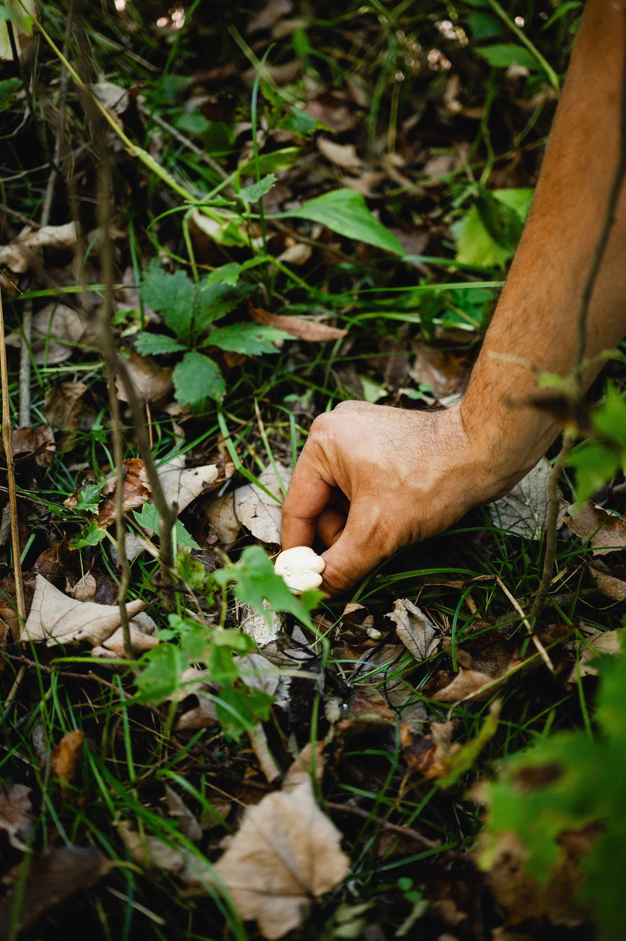 Mushroom Foraging Workshop_The Acreage 2024-35.jpg