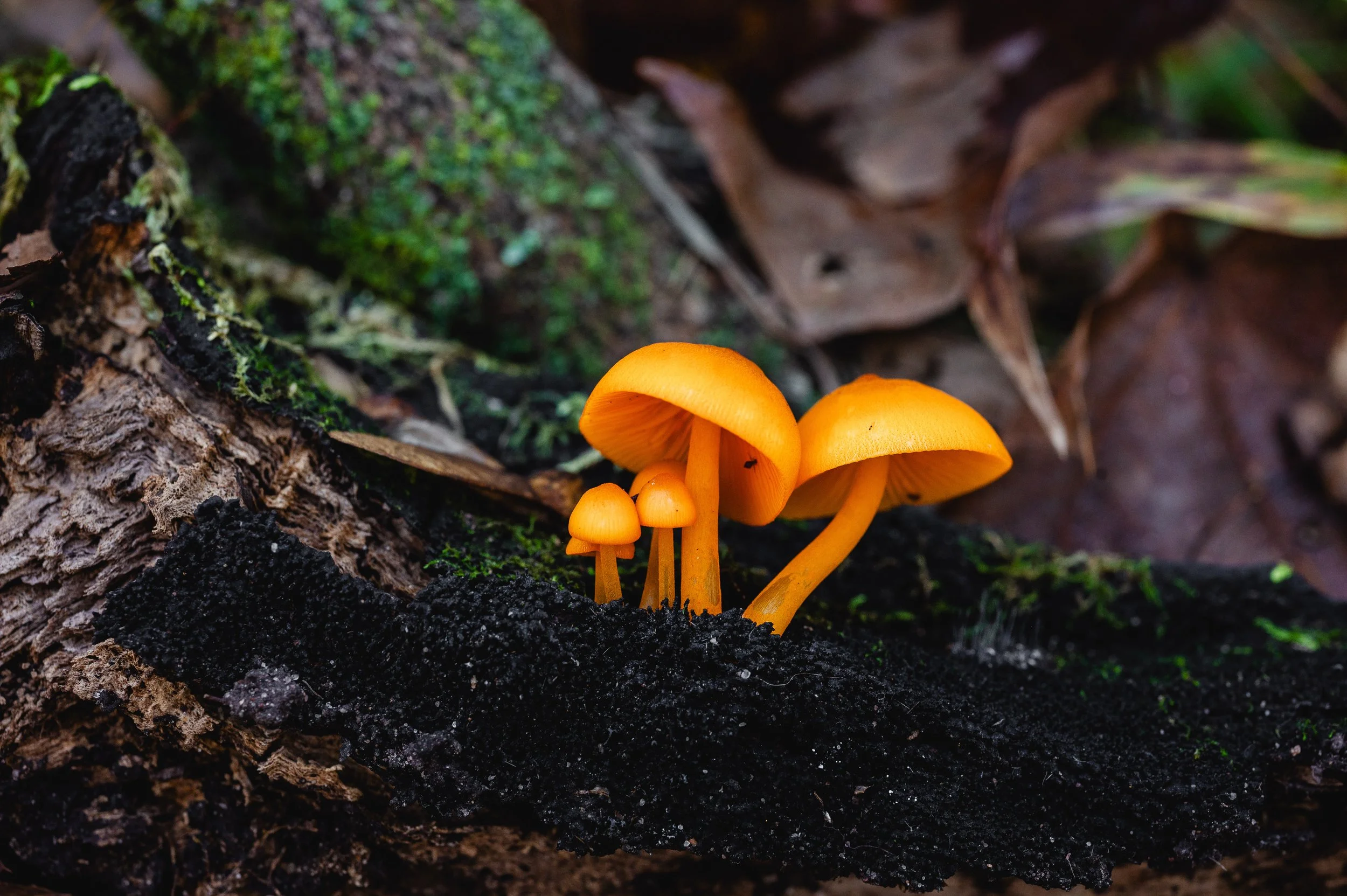 Mushroom Foraging Workshop_The Acreage 2024-71.jpg