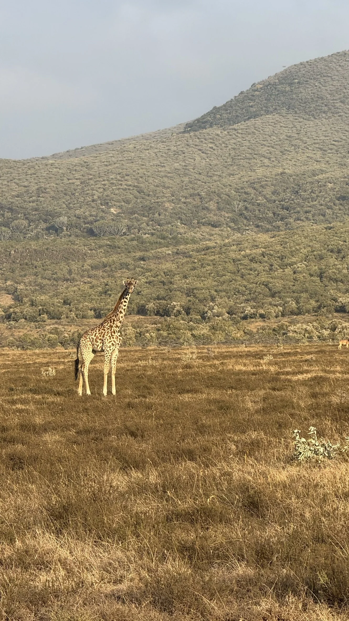 Naivasha Holiday Homes Stories — Pana Ranch II
