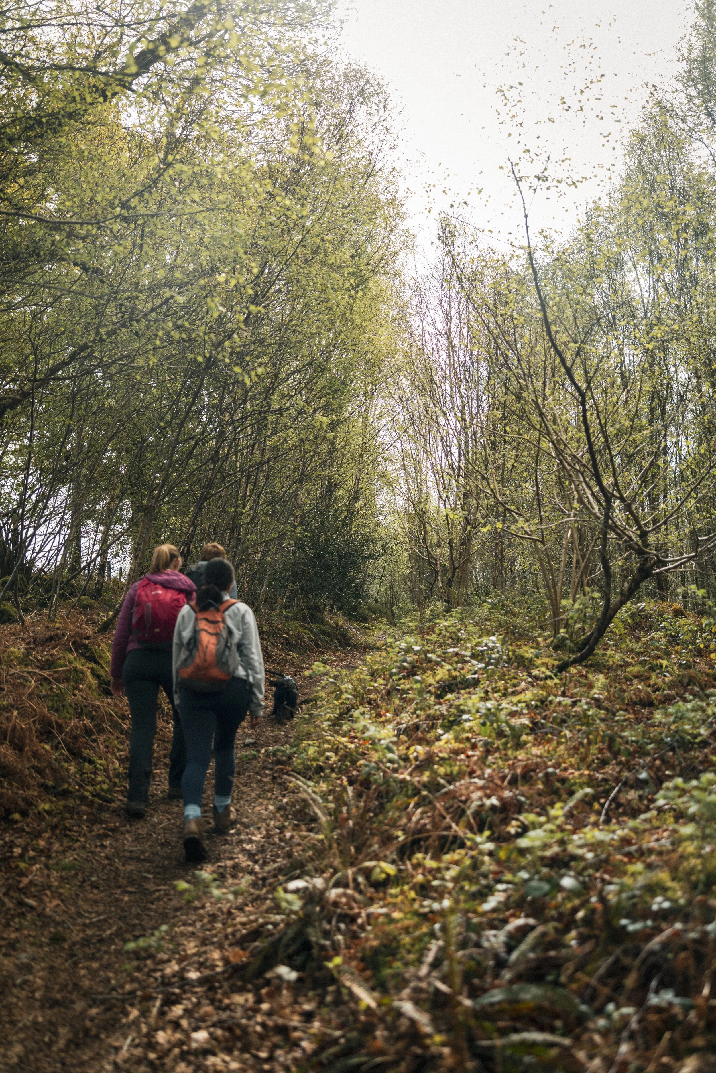 Explore Eryri: An Exclusive Guided Walk for Plas Weunydd Guests
