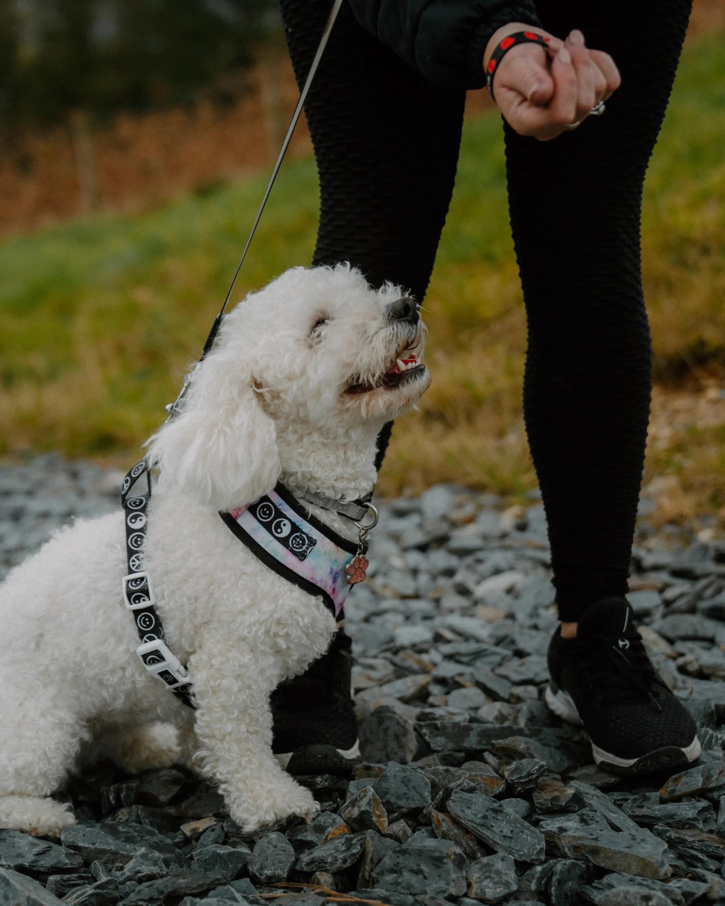 White fluffy dog on leash looking up at person outdoors