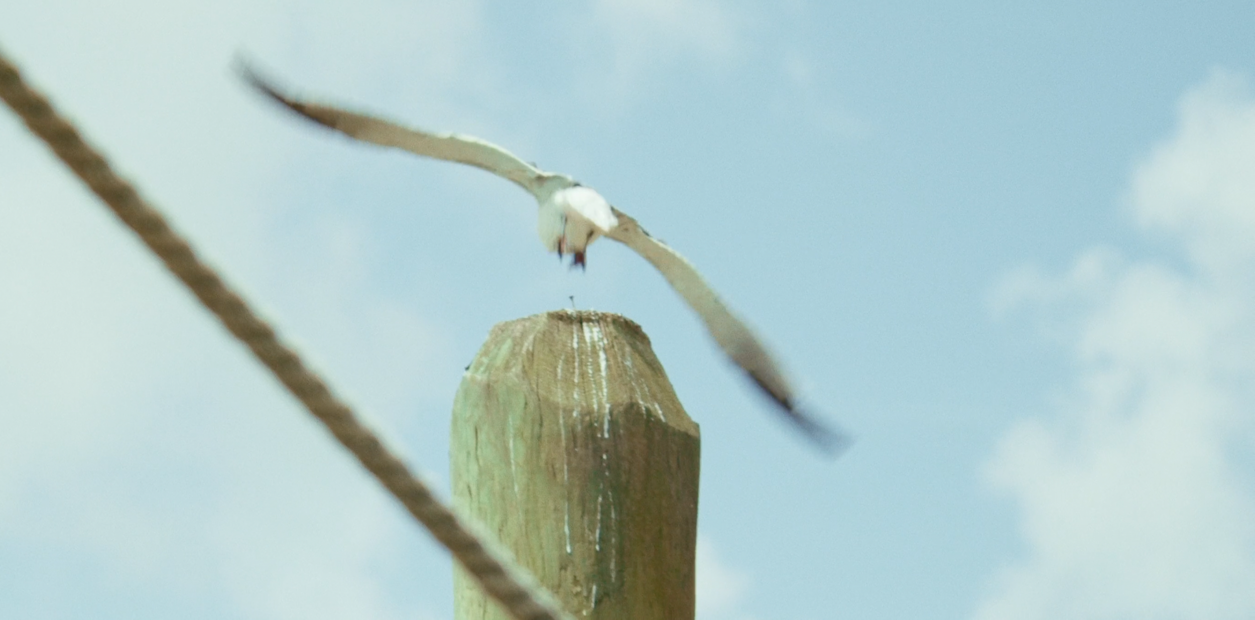 Beau Kester Director and Director of Photography capturing A seagull flying downward towards a wooden post with a blue sky in the background.