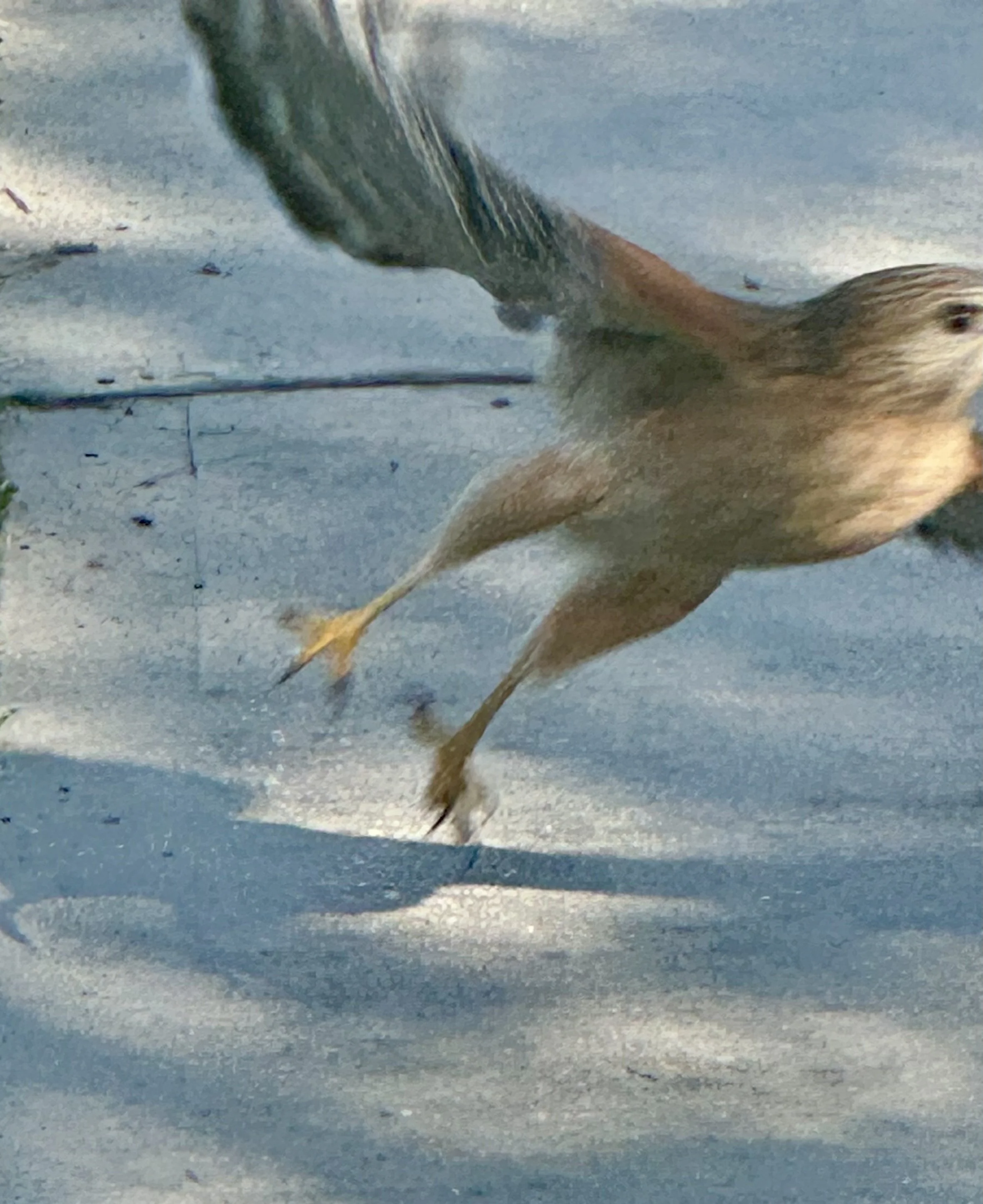 Fly Free