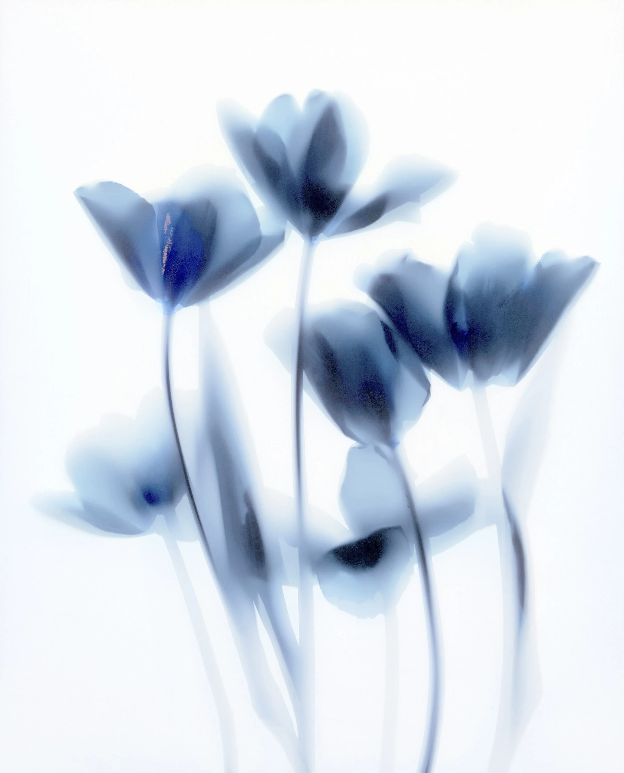 small blue tulips 2.jpg