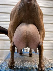 Pixie's udder