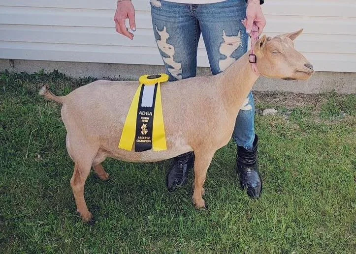 Denbow Acres Kora