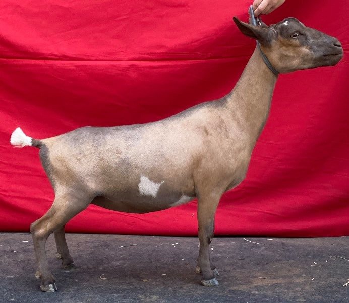 Pixie as a jr doe - photo credit Goat Addiction Farm