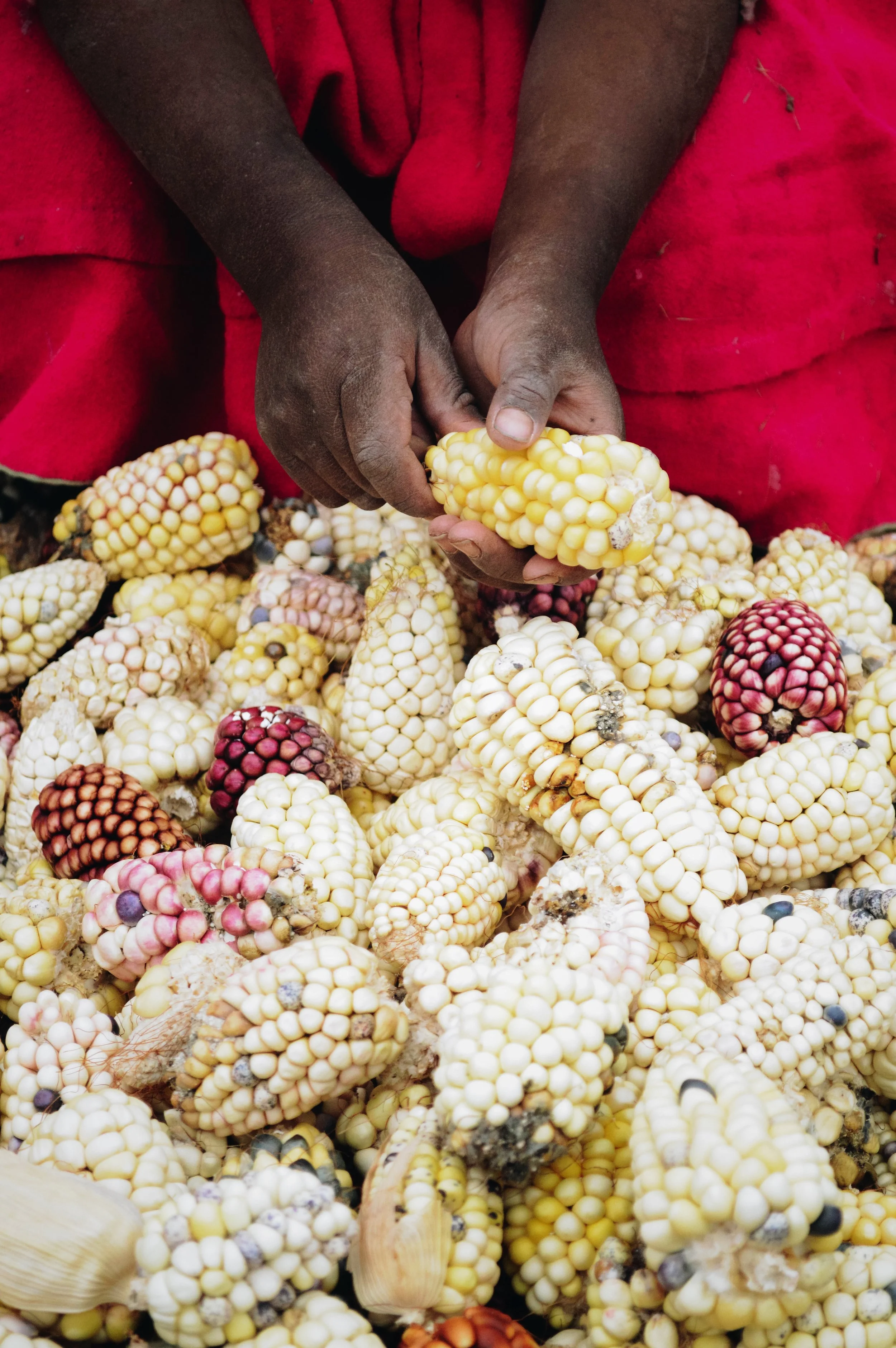 Hands holding corn in various colors.