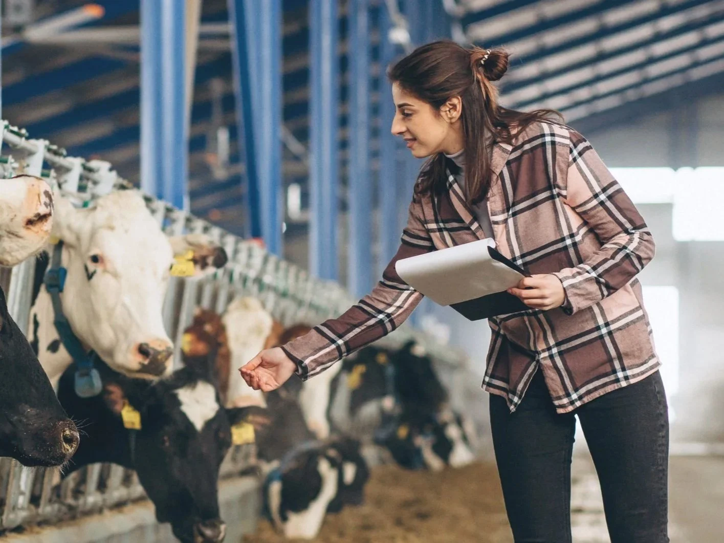 Senior Veterinary Inspector