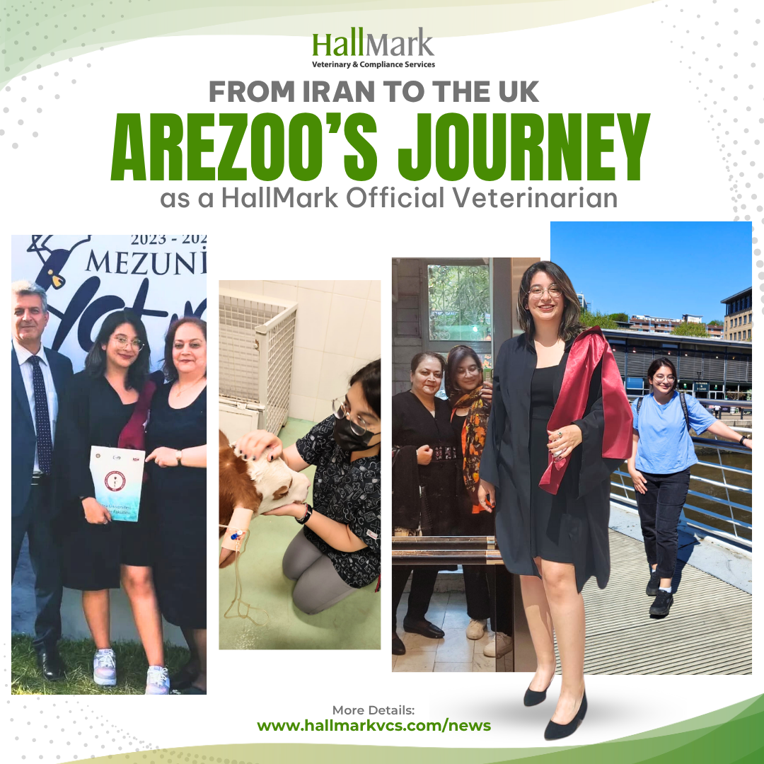 From Iran to the UK: Arezoo’s Journey as a HallMark Official Veterinarian