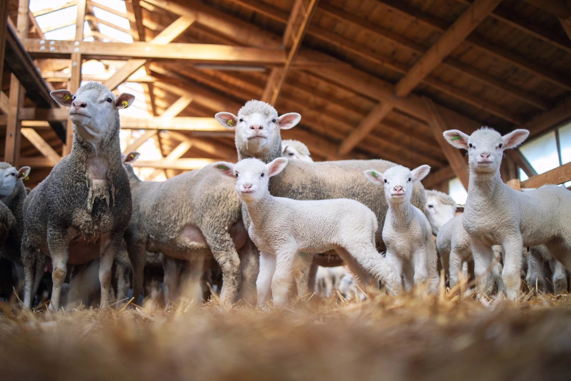 Veterinary and Agricultural Careers