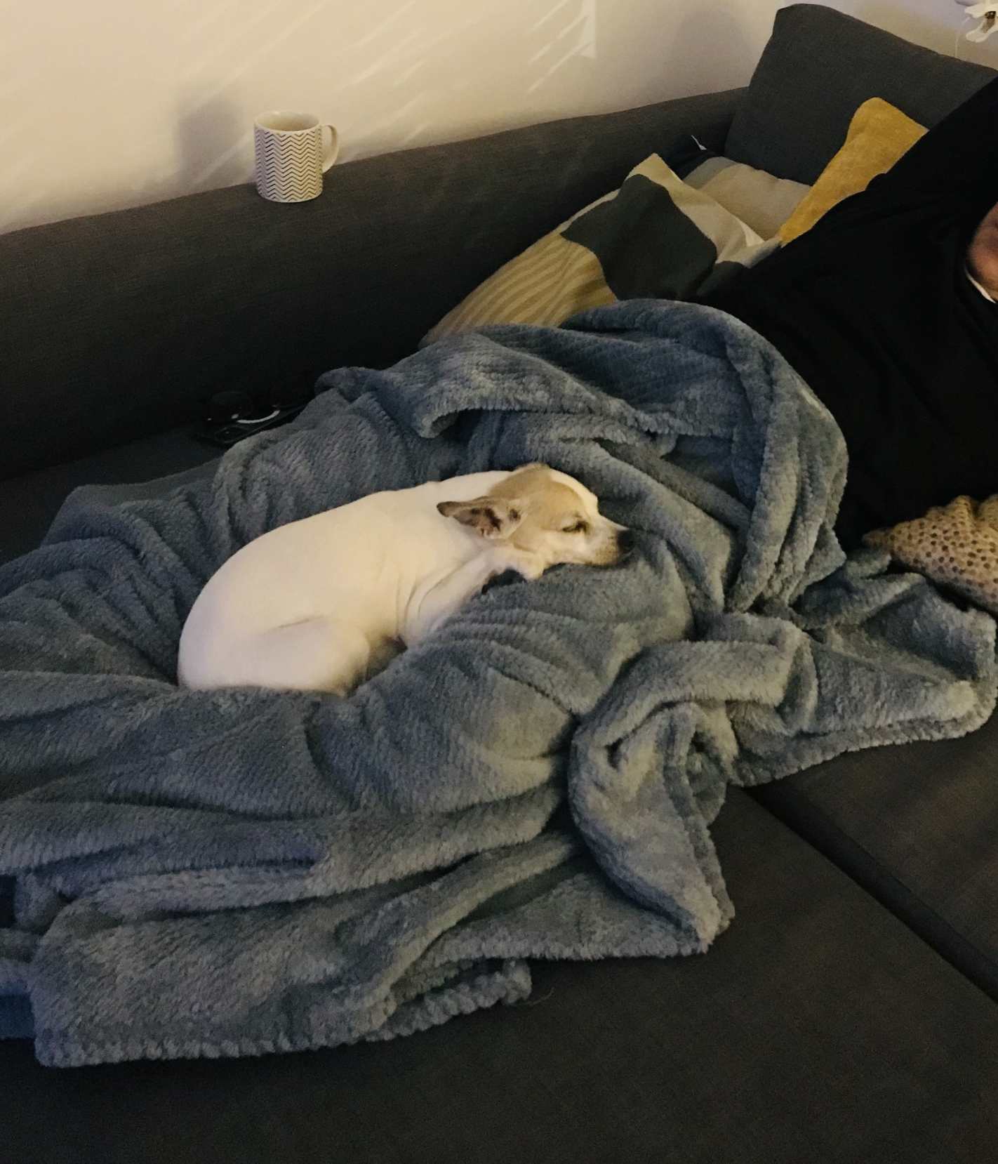 Pet passport to Europe