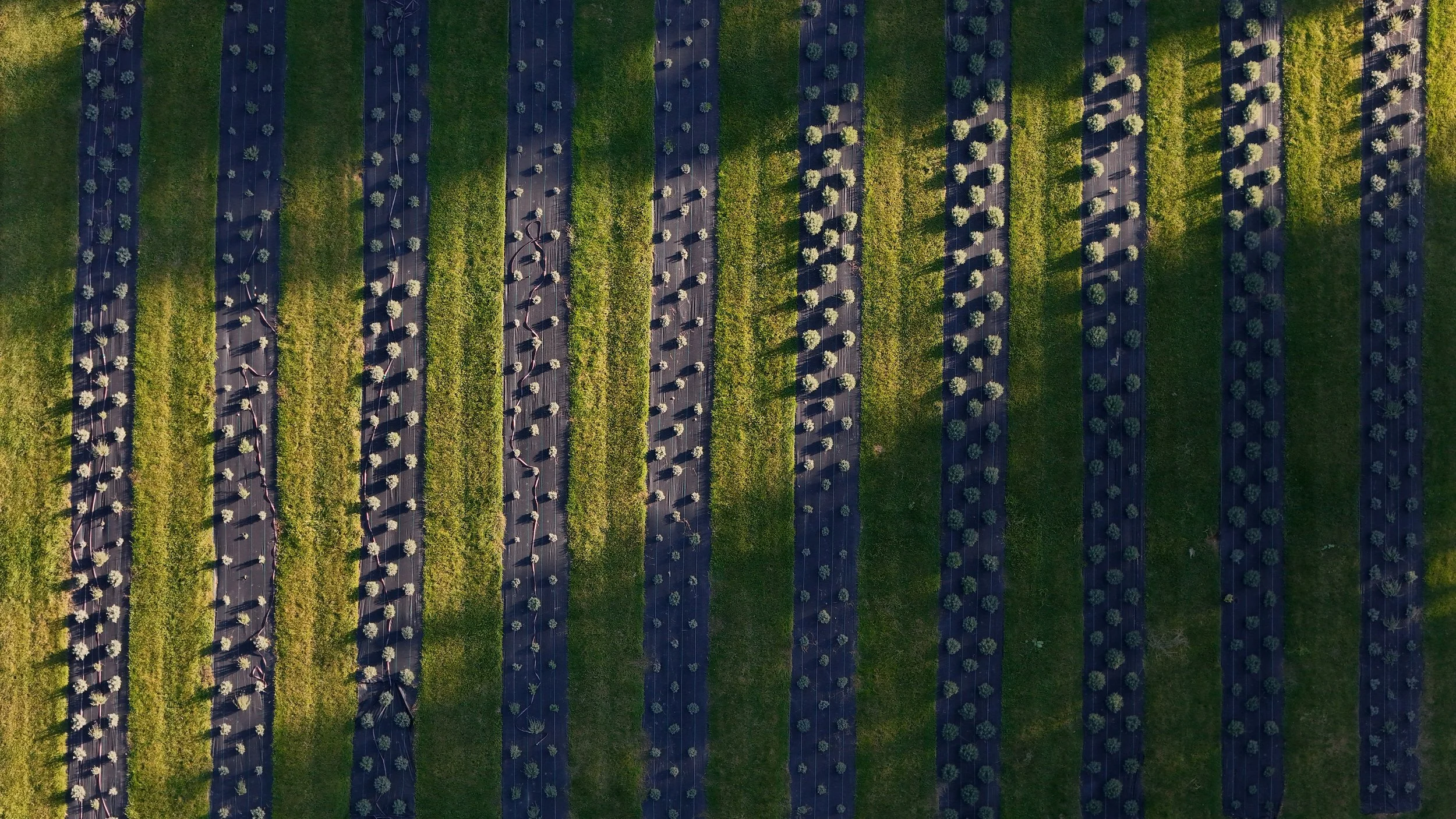 estate (40).jpg