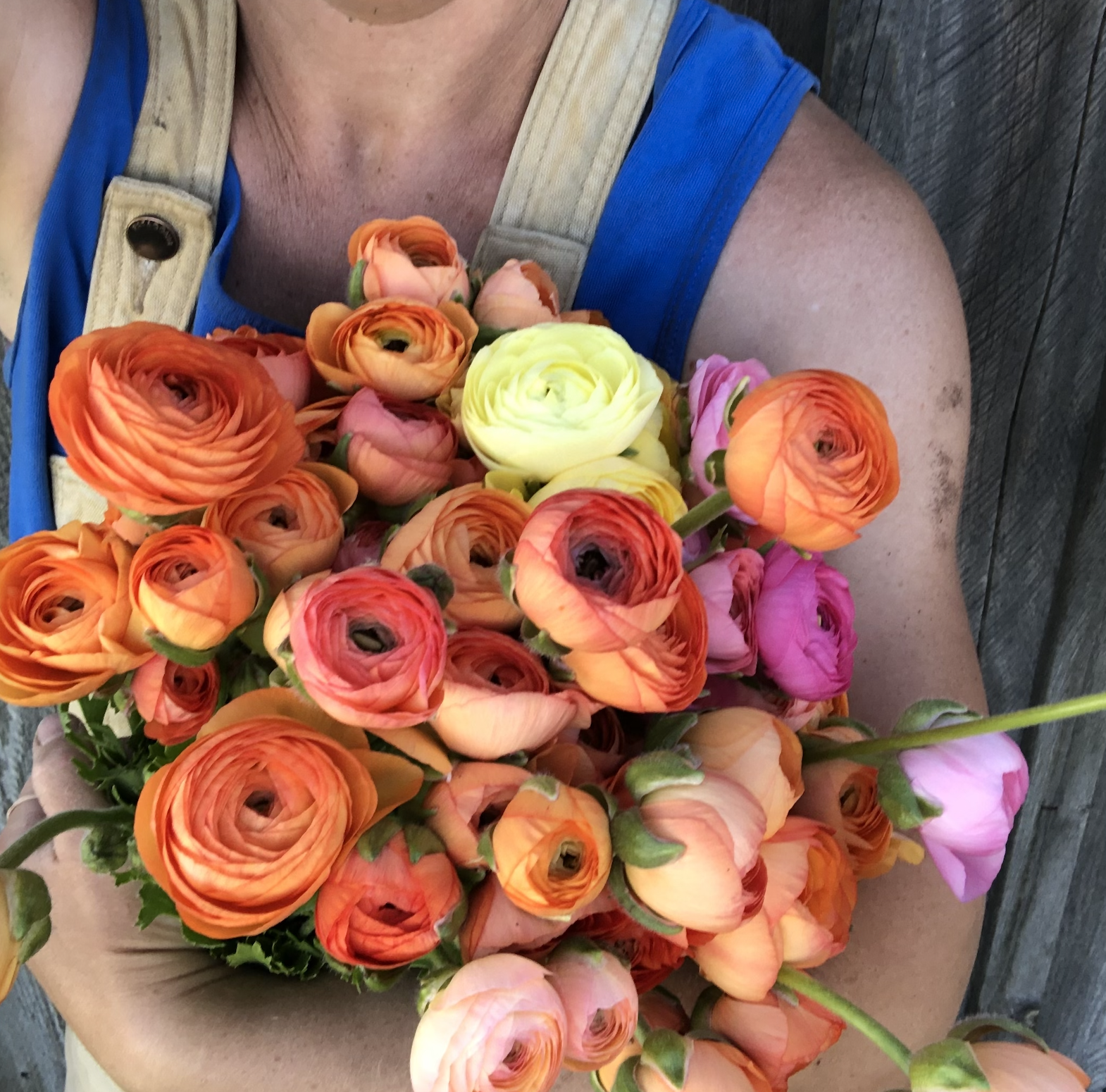 Ranunculus.png