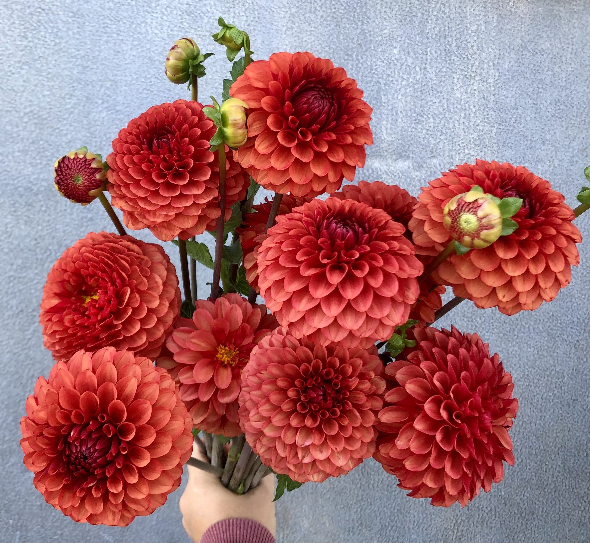 Dahlia, Brown Sugar.jpg