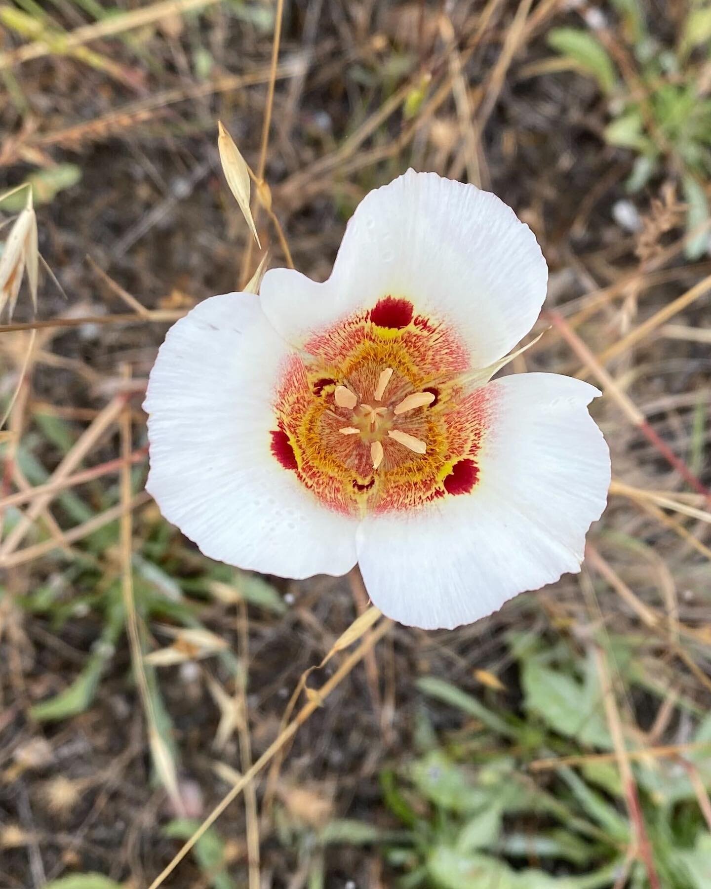 Not all flower that&rsquo;s grown on the farm is smoked. This native Mariposa Lily is blooming up on the hill.