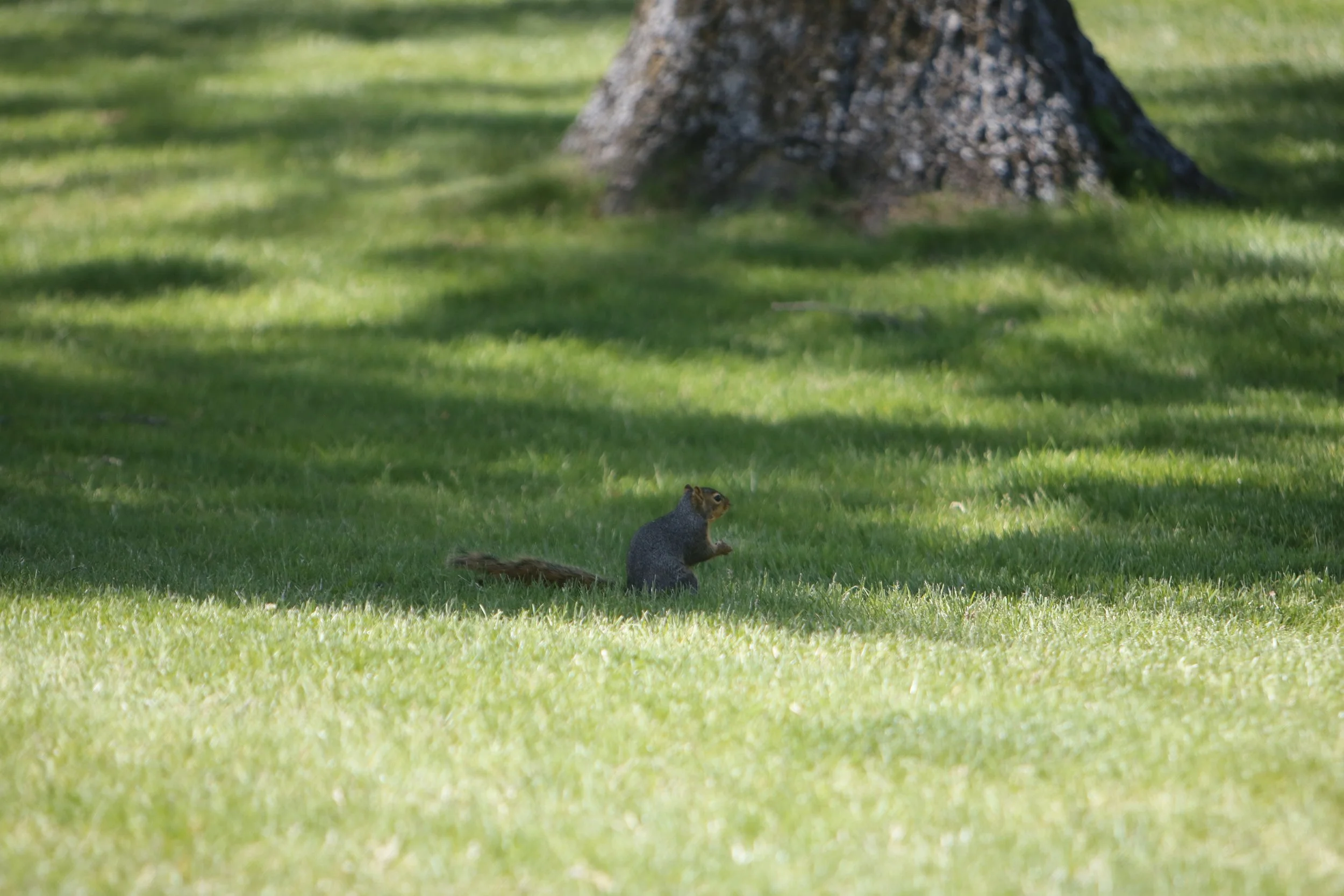 _MG_5327.JPG