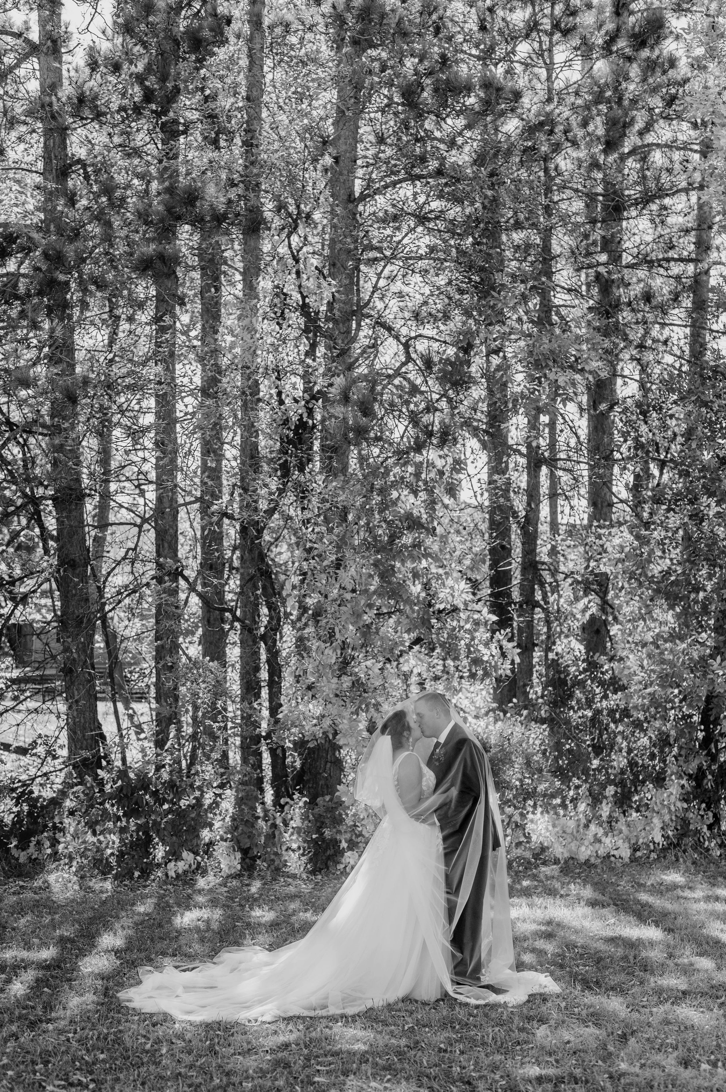 Black and white image of bride and groom kissing underneath bride's cathedral-length veil in front of tall pine trees at Isanti, MN wedding venue Stone Lion Winery and Events