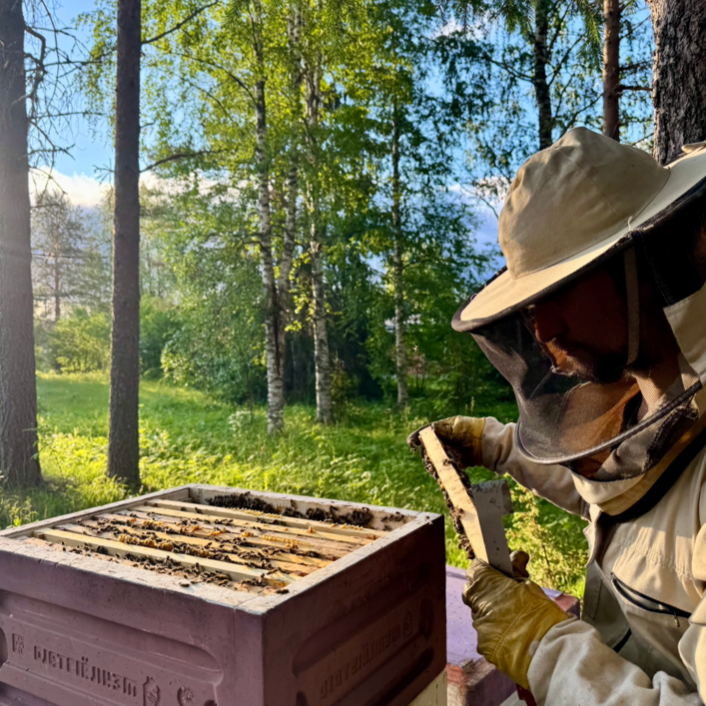 A beekeeper inspecting a hive in a forested area during springtime.