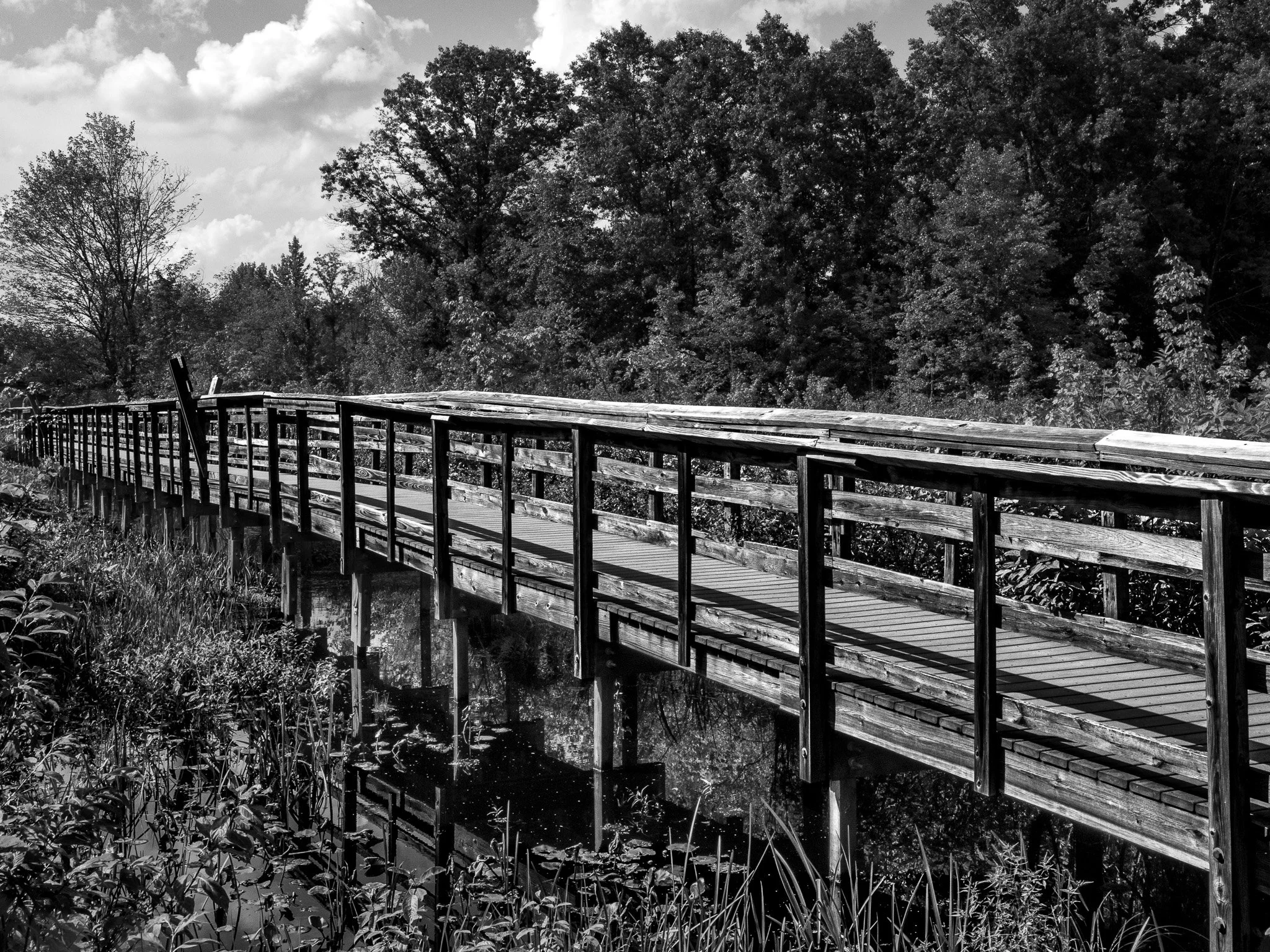 Great Swamp National Wildlife Refuge
Morris County, New Jersey