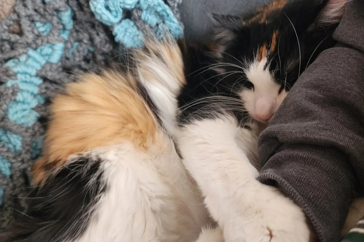 Calico long haired cat snuggling my arm